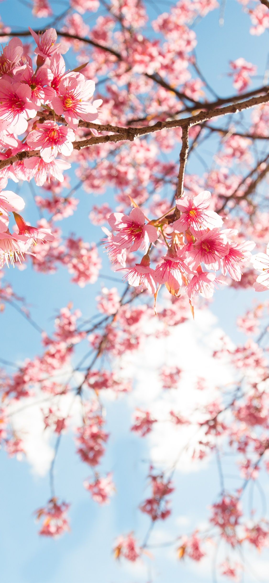 Iphone Cherry Blossom Wallpapers