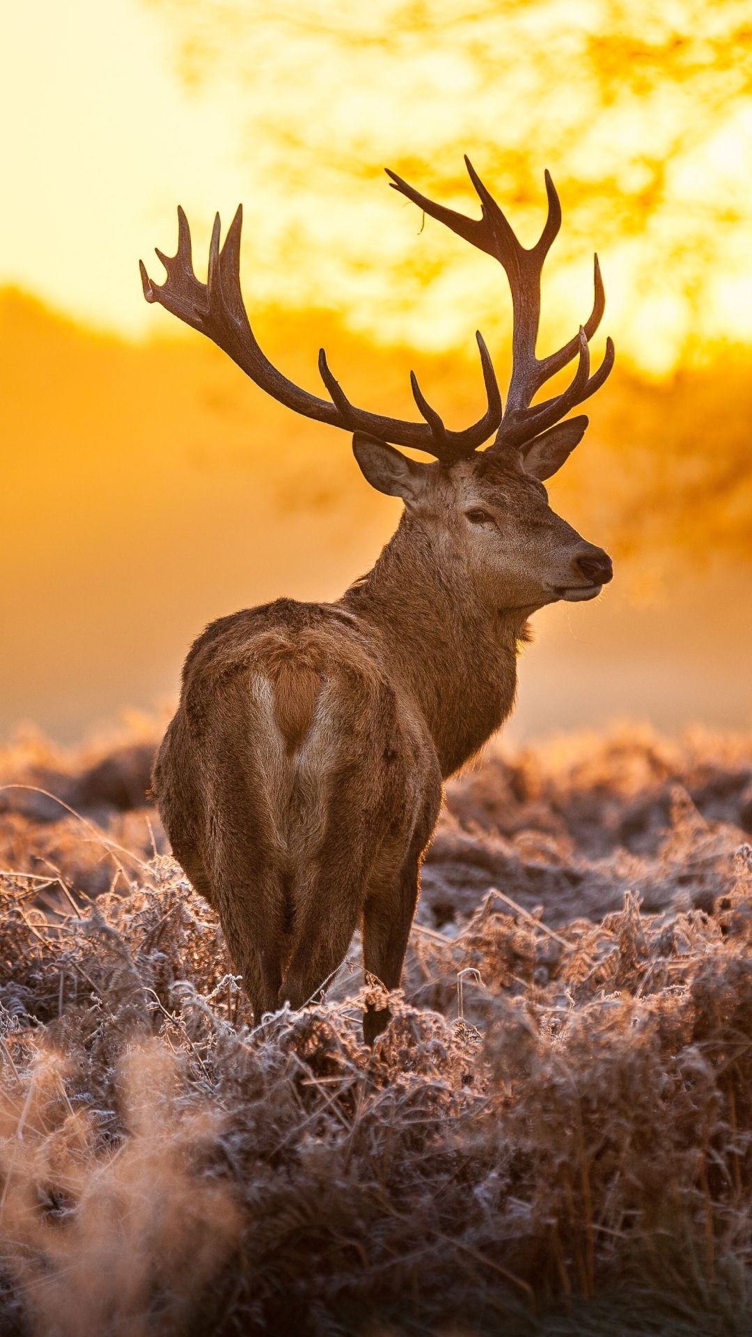 Iphone Deer Wallpapers