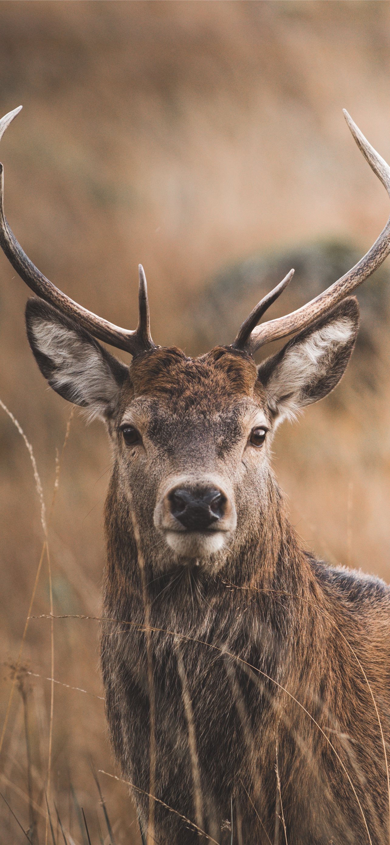 Iphone Deer Wallpapers