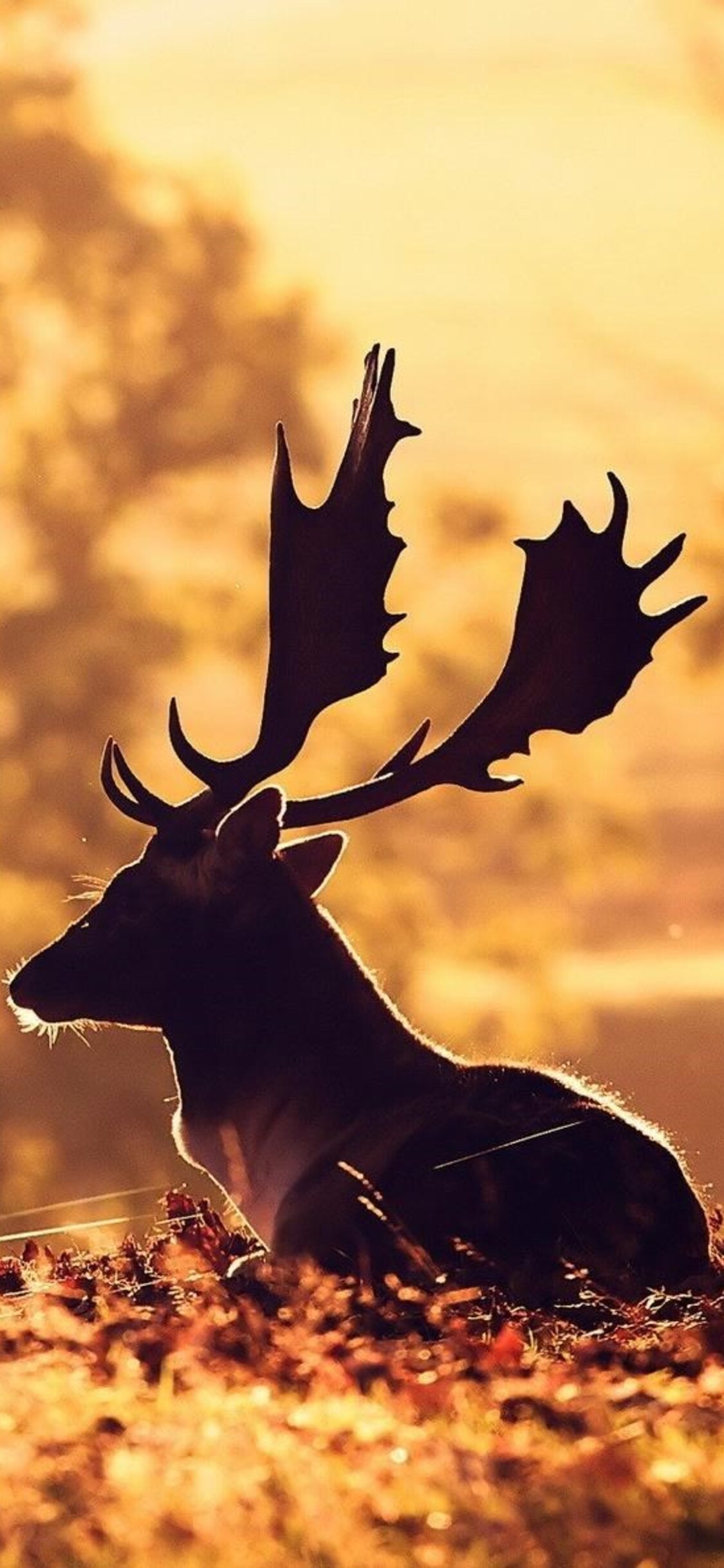 Iphone Deer Wallpapers
