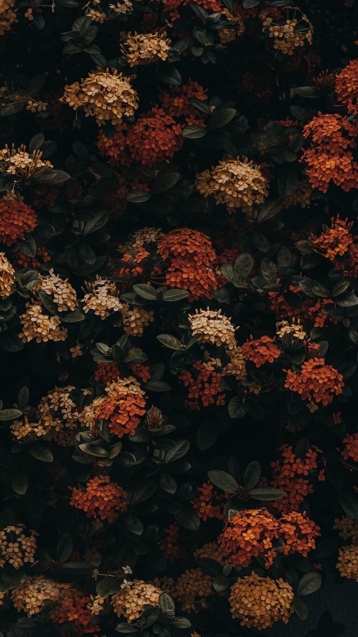 Iphone Fall Flowers Wallpapers