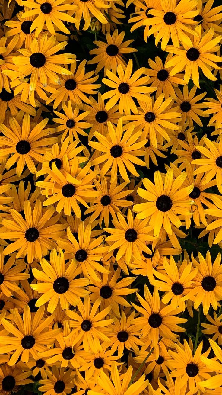 Iphone Fall Flowers Wallpapers