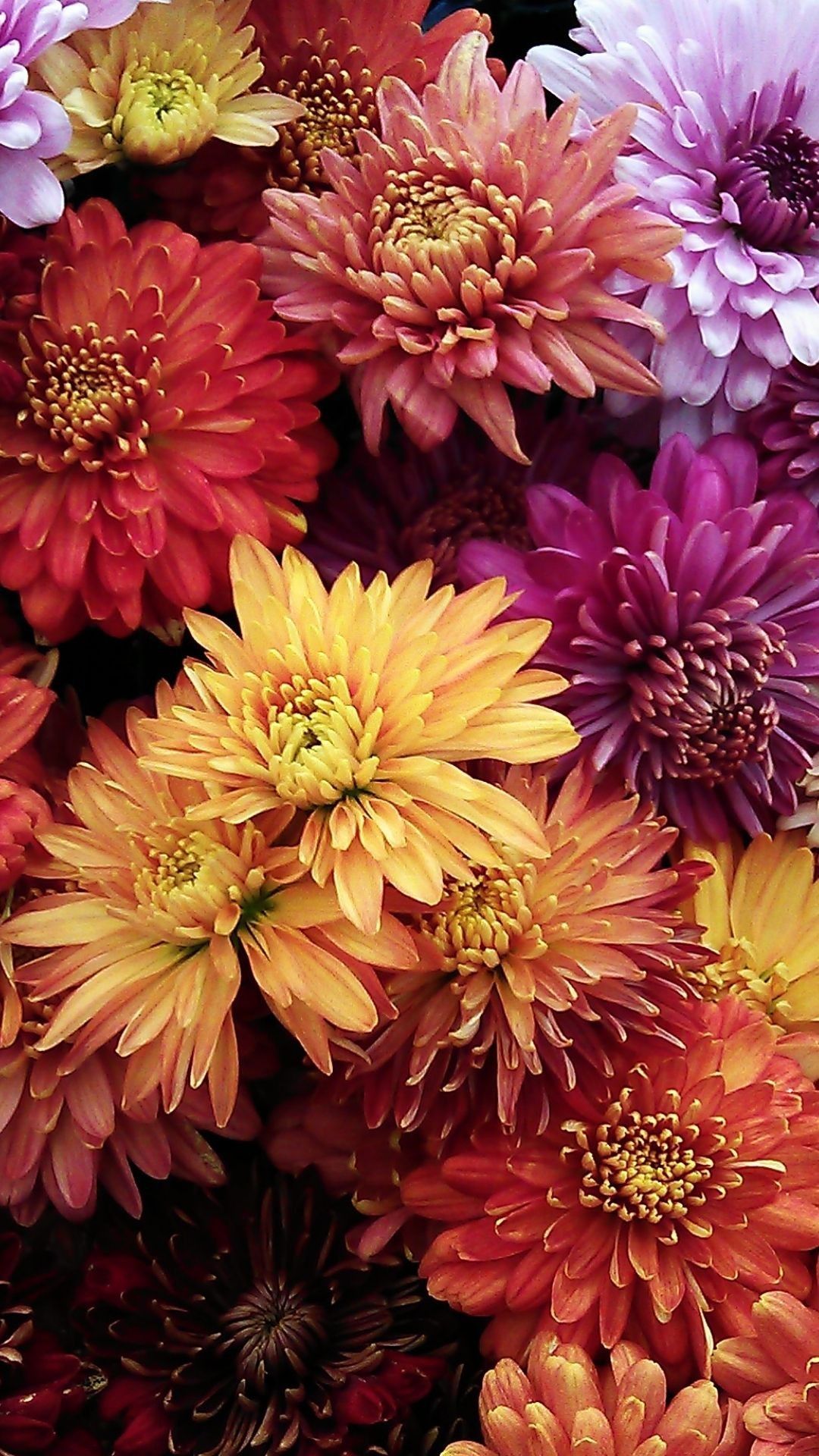 Iphone Fall Flowers Wallpapers