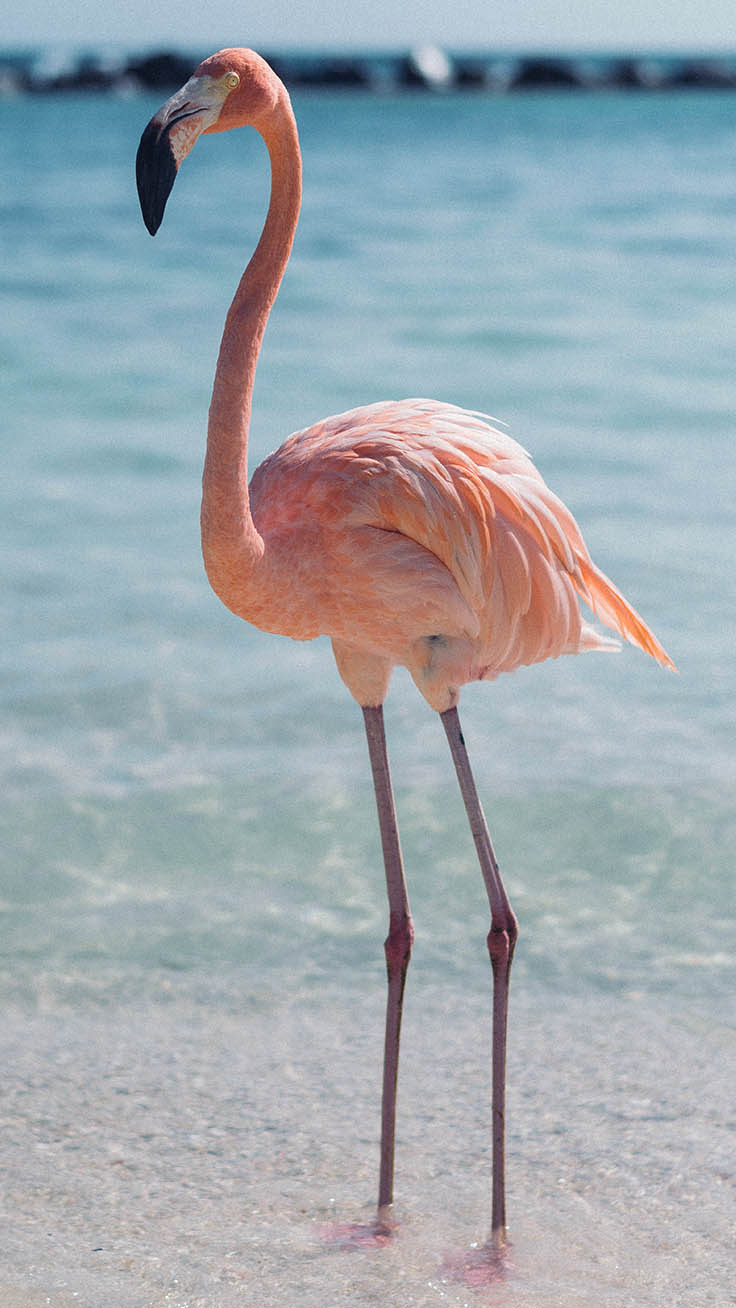 Iphone Flamingo Wallpapers