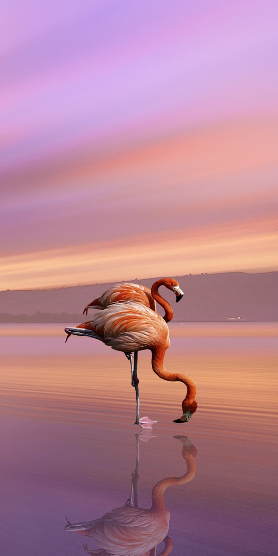 Iphone Flamingo Wallpapers