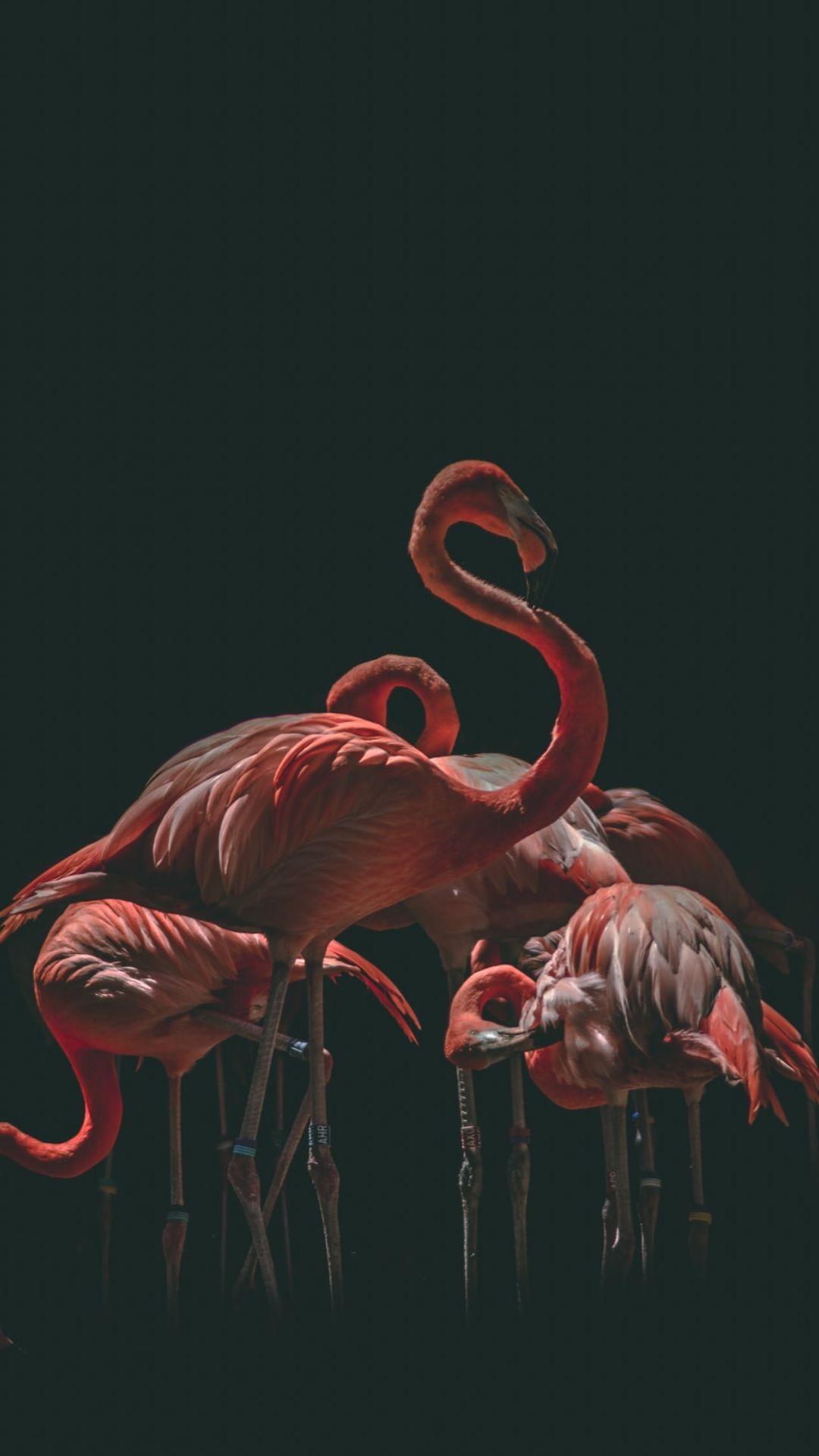 Iphone Flamingo Wallpapers