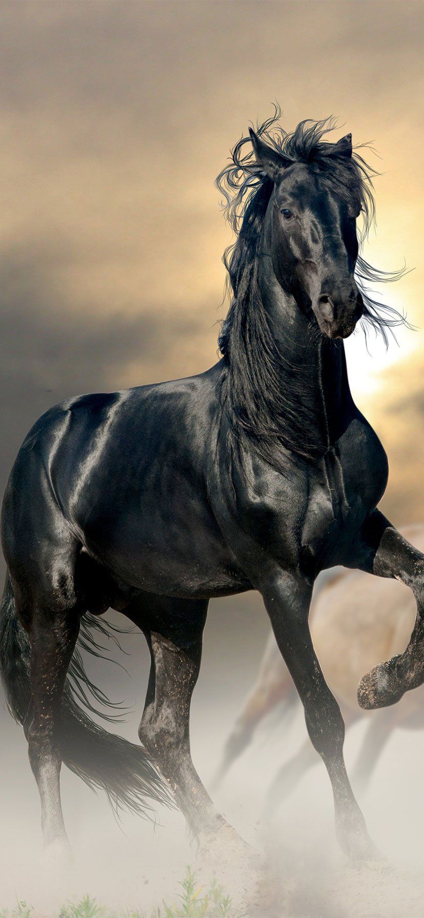 Iphone Horse Wallpapers