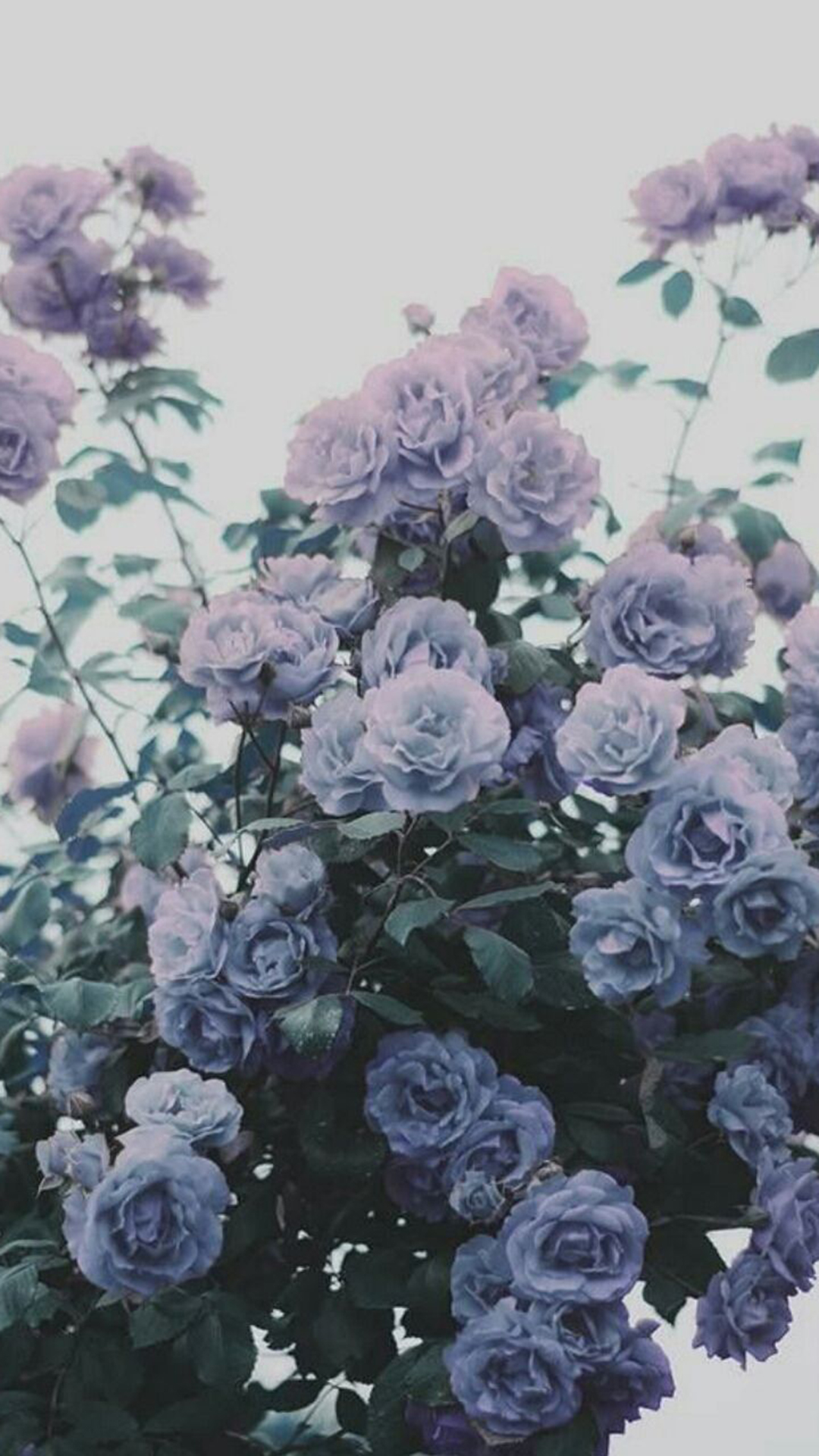 Iphone Lavender Aesthetic Wallpapers