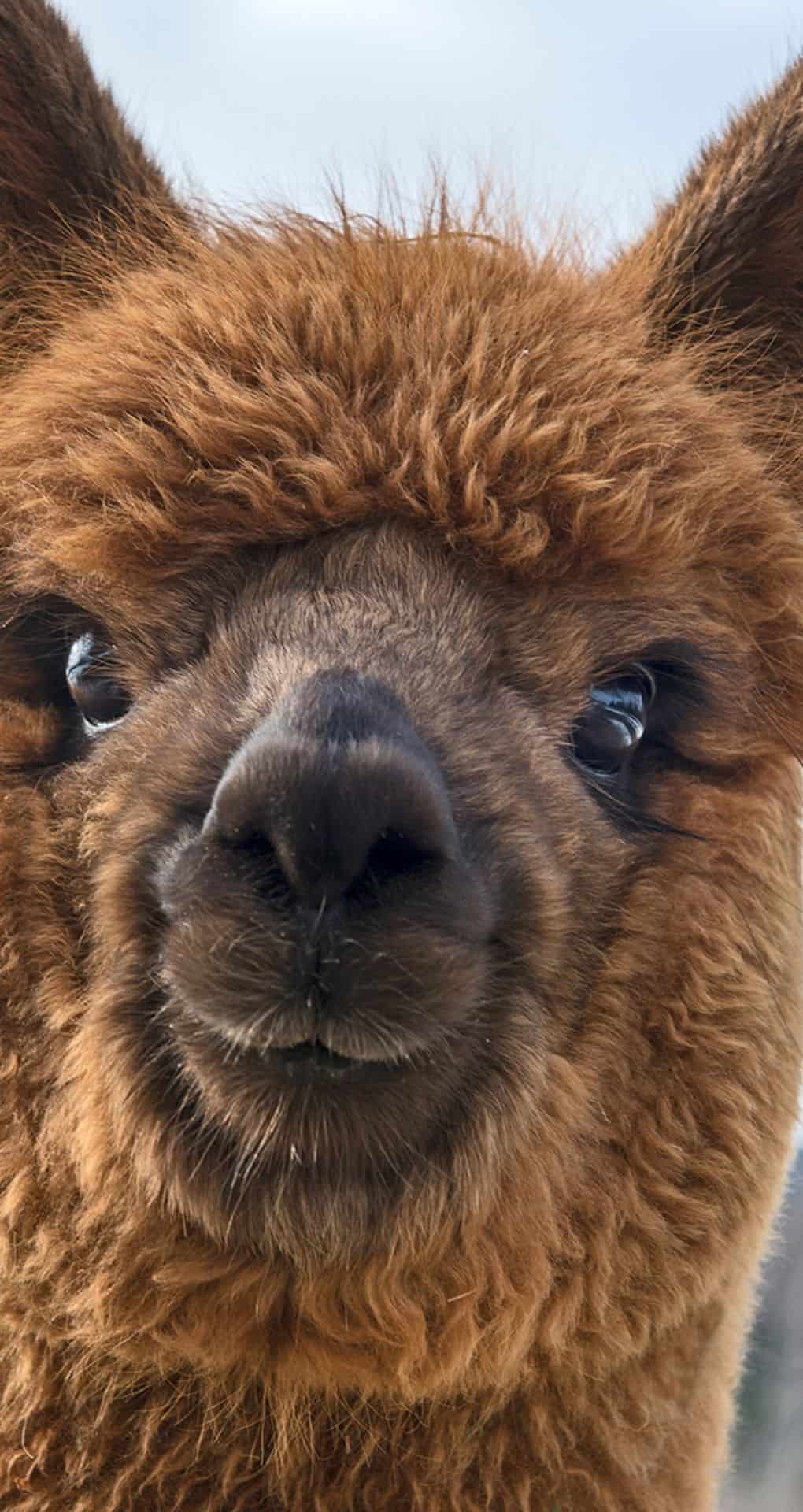 Iphone Llama Wallpapers