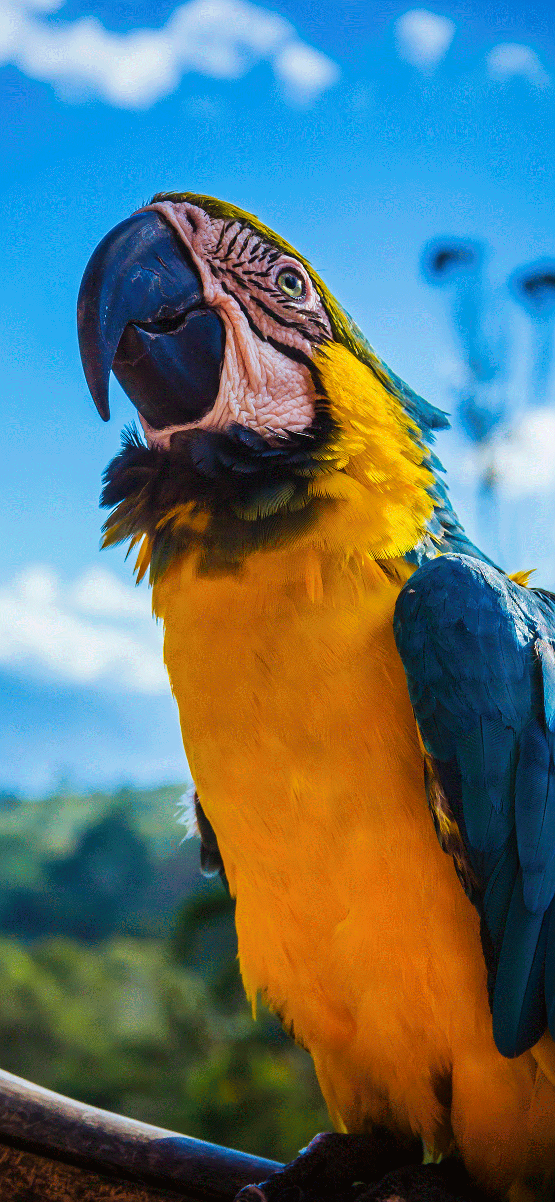 Iphone Parrot Wallpapers