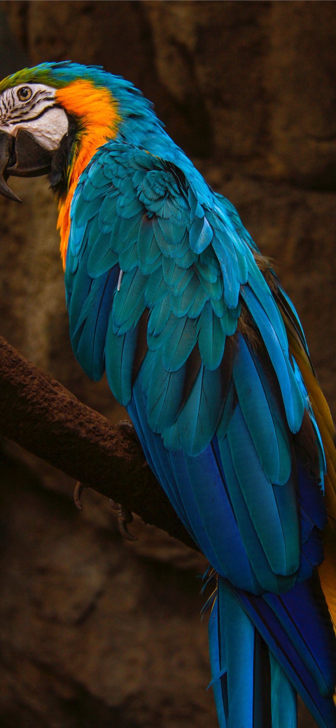 Iphone Parrot Wallpapers