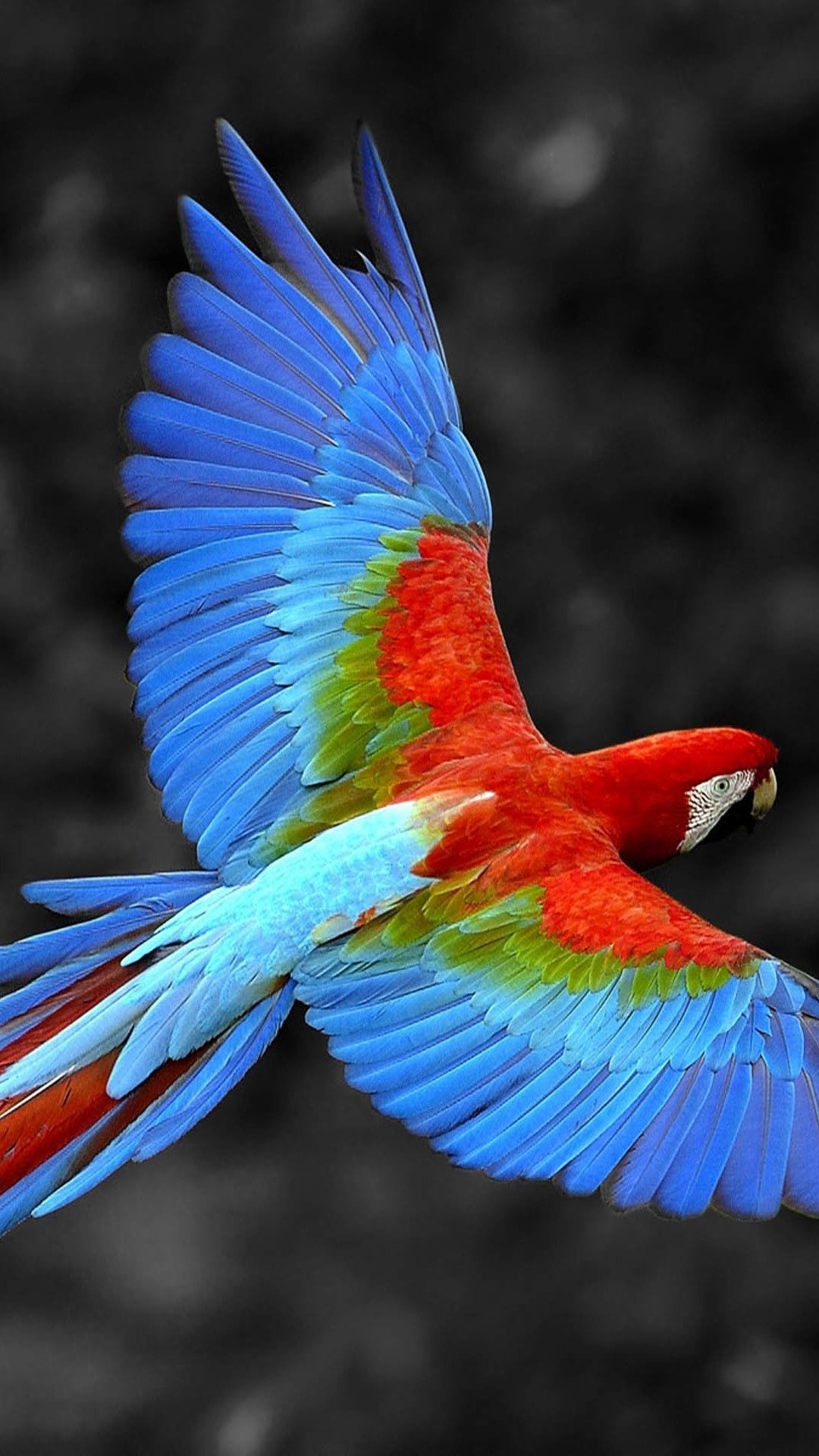 Iphone Parrot Wallpapers