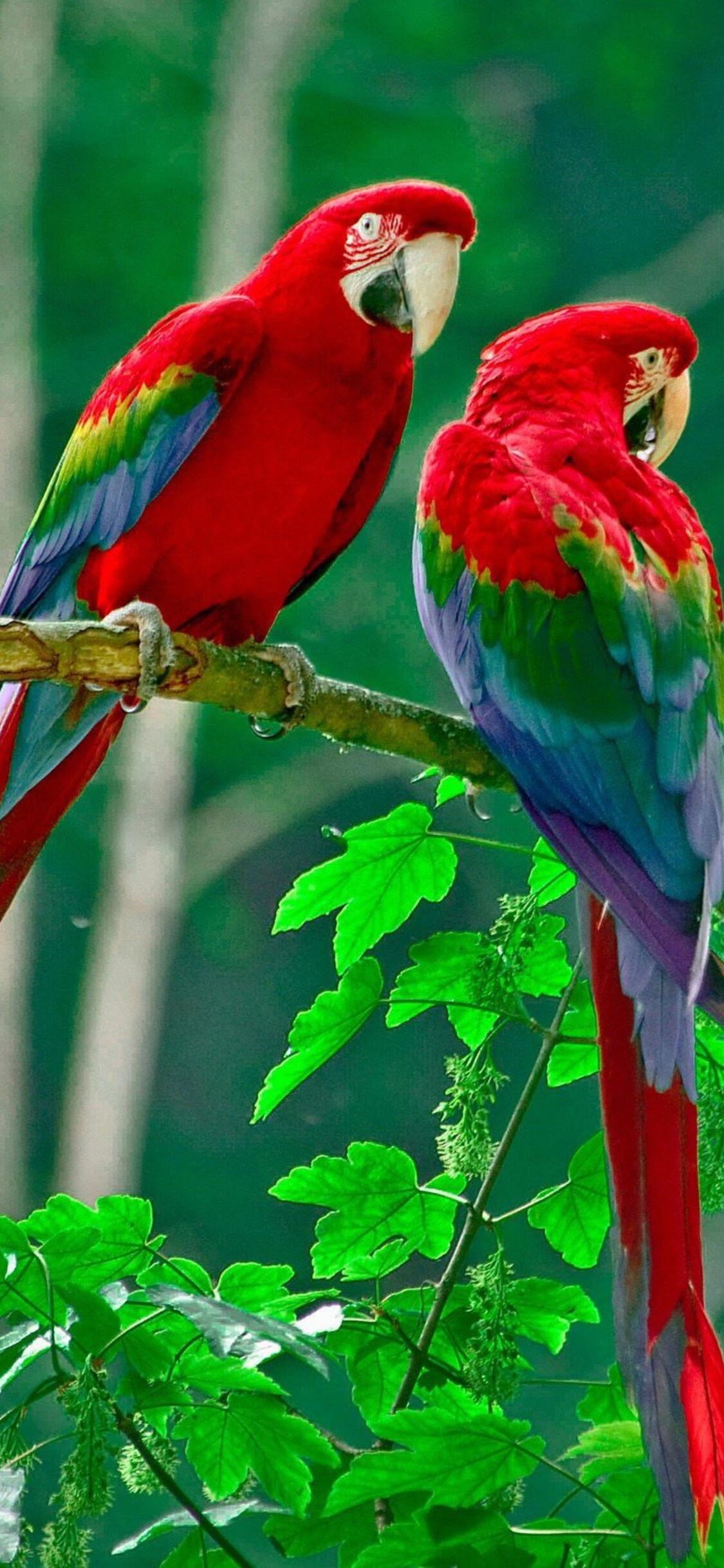 Iphone Parrot Wallpapers