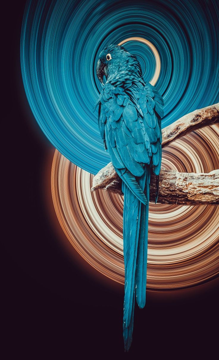 Iphone Parrot Wallpapers