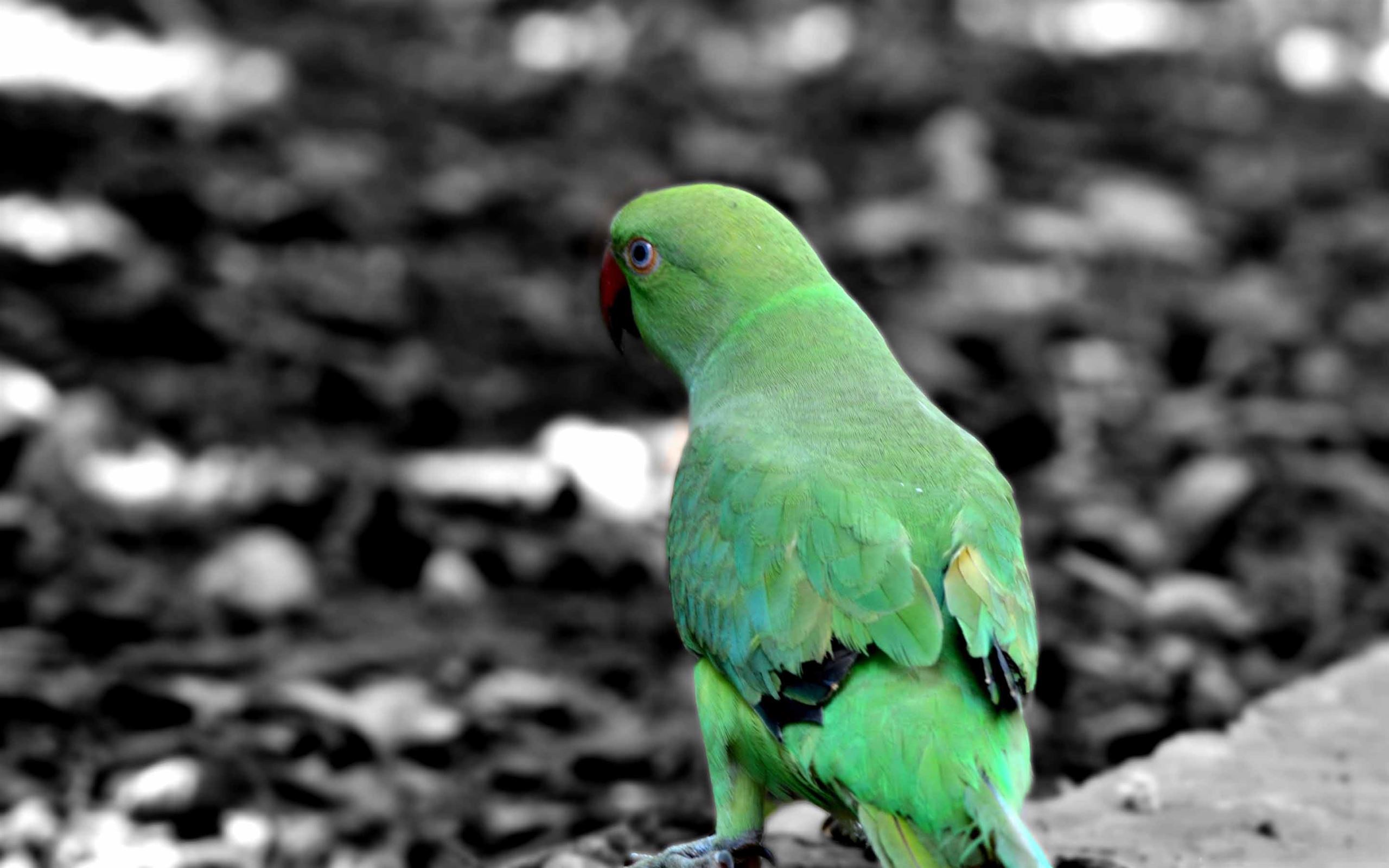 Iphone Parrot Wallpapers