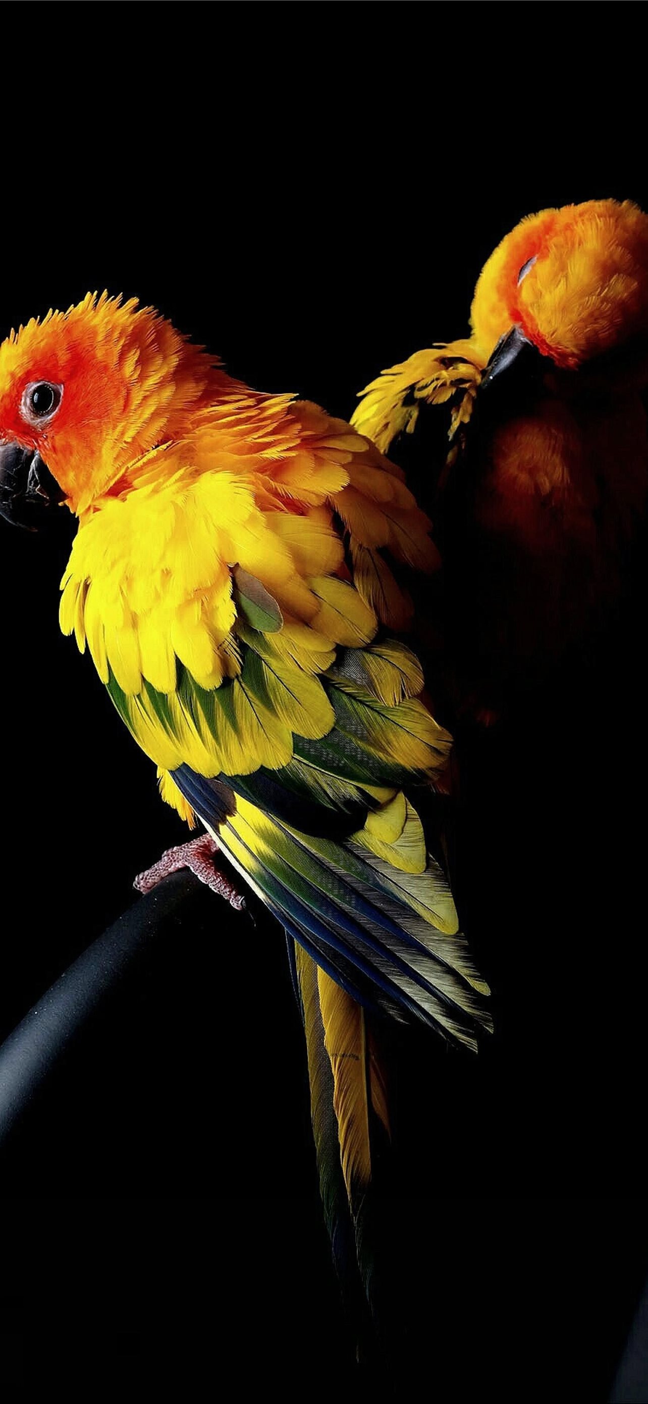 Iphone Parrot Wallpapers