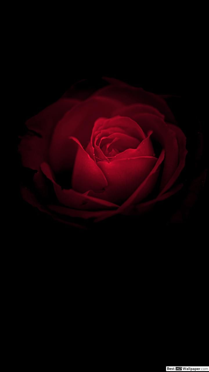 Iphone Rose Wallpapers