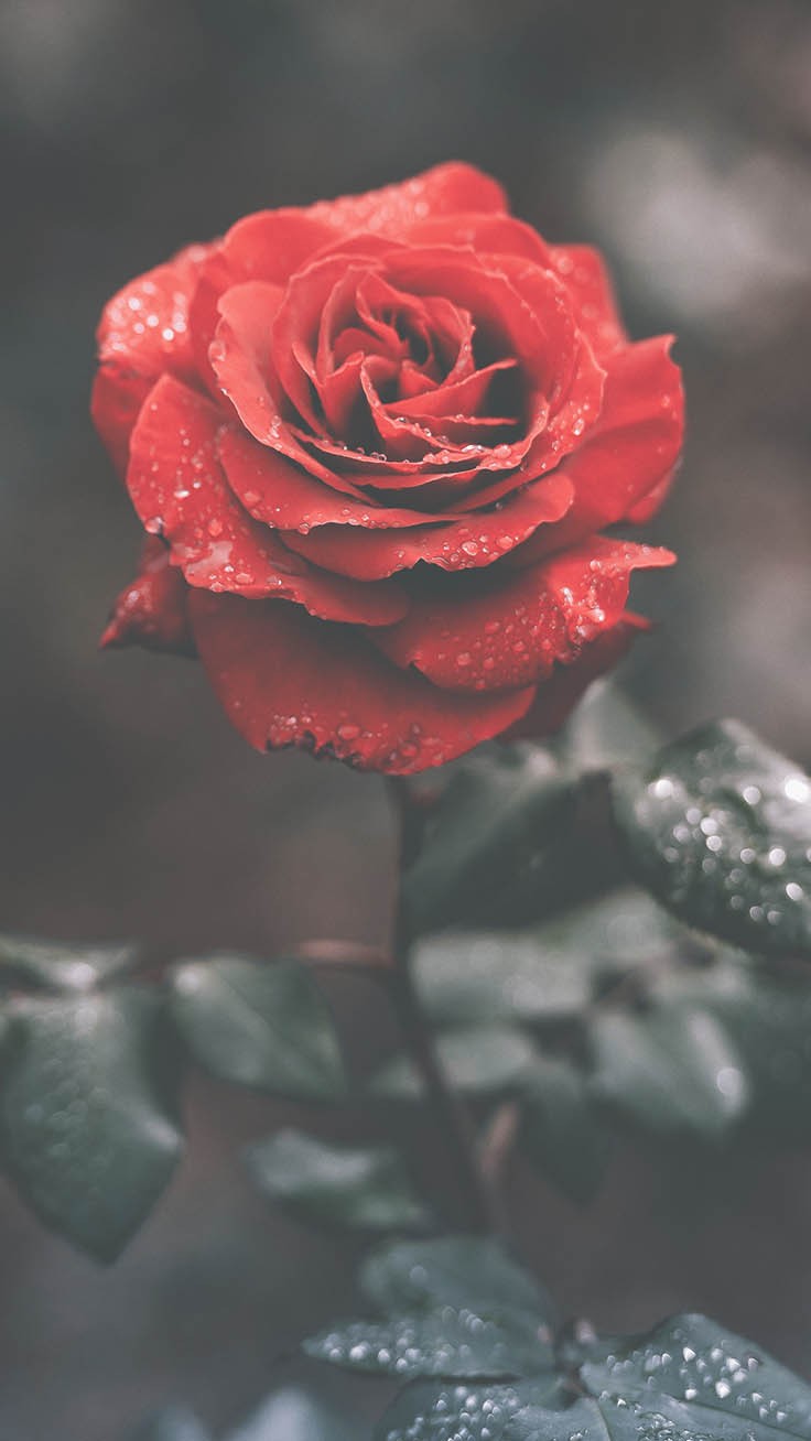 Iphone Rose Wallpapers