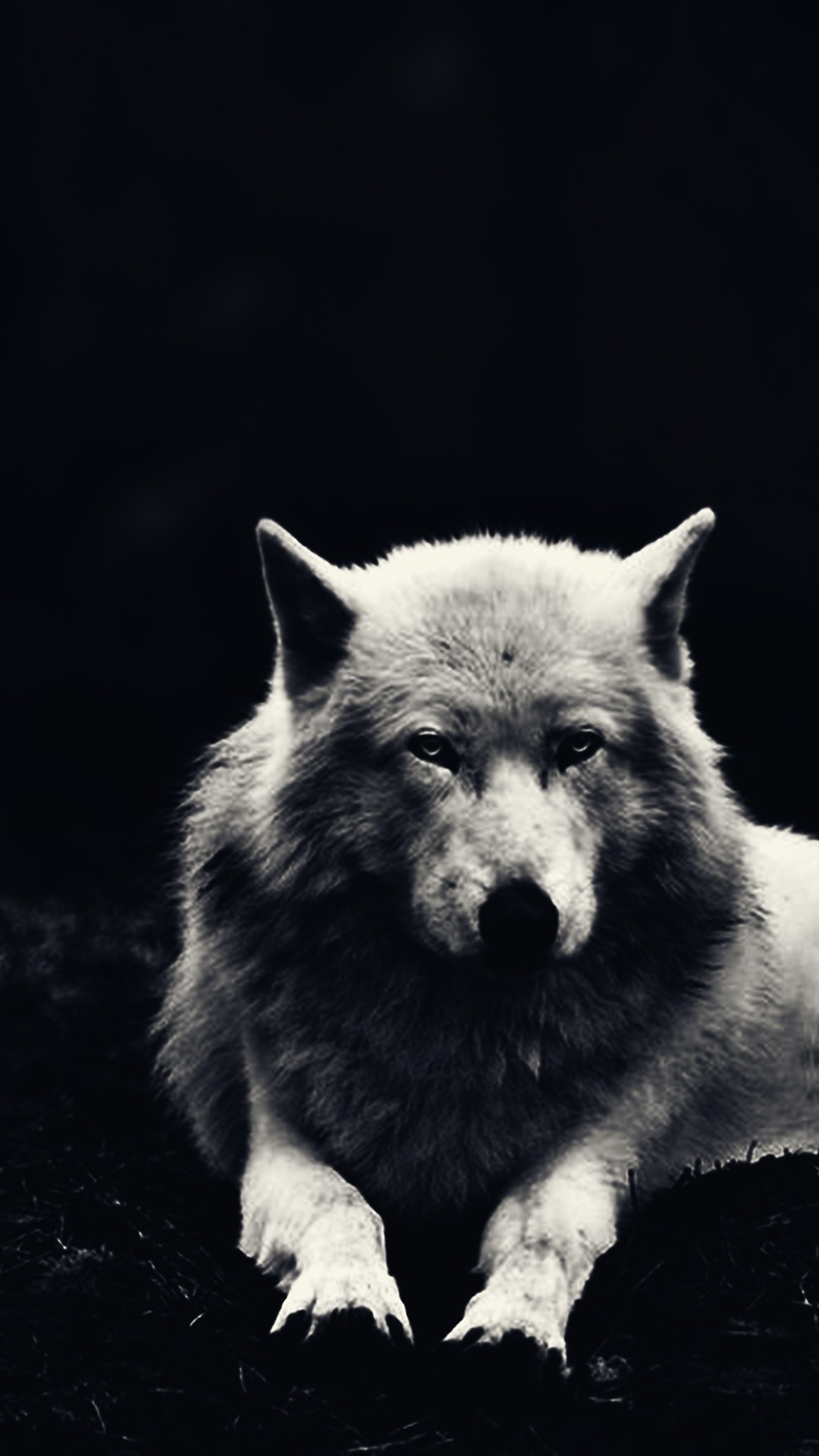 Iphone Wolf Wallpapers