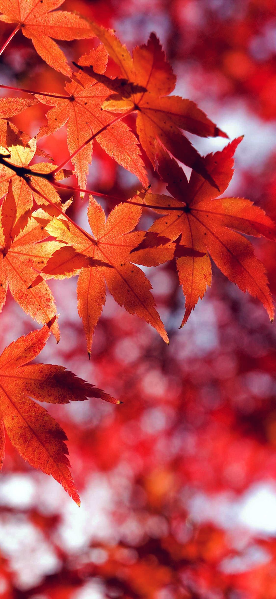 Iphone X Autumn Image Wallpapers