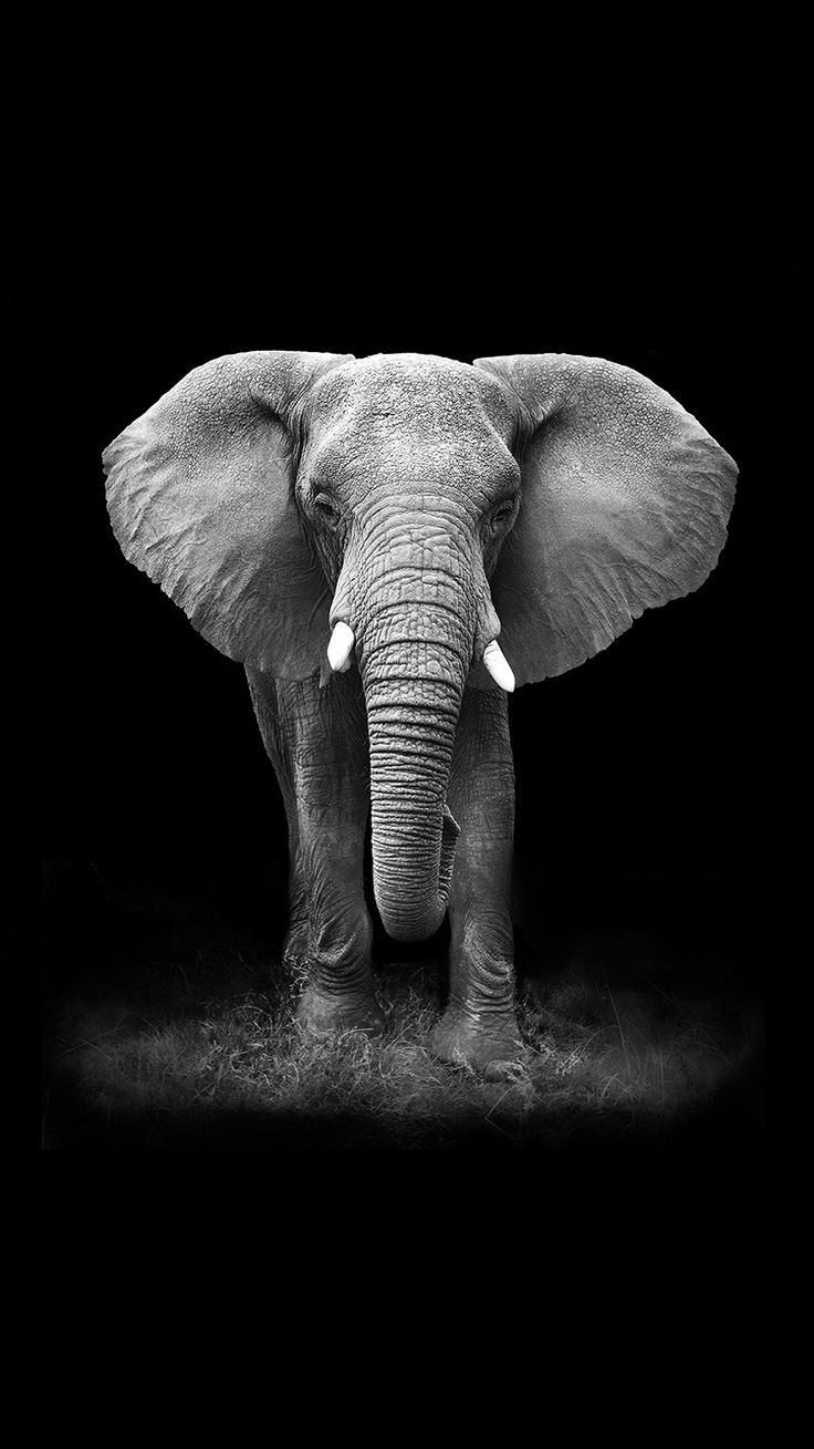 Iphone X Elephant Image Wallpapers