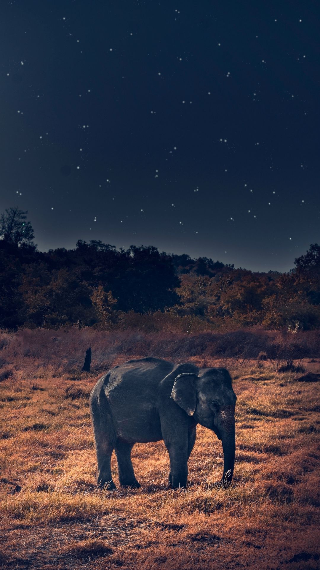 Iphone X Elephant Image Wallpapers