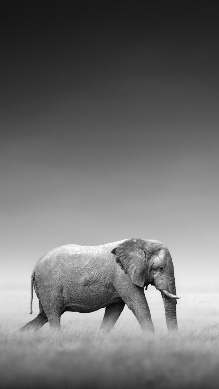 Iphone X Elephant Image Wallpapers