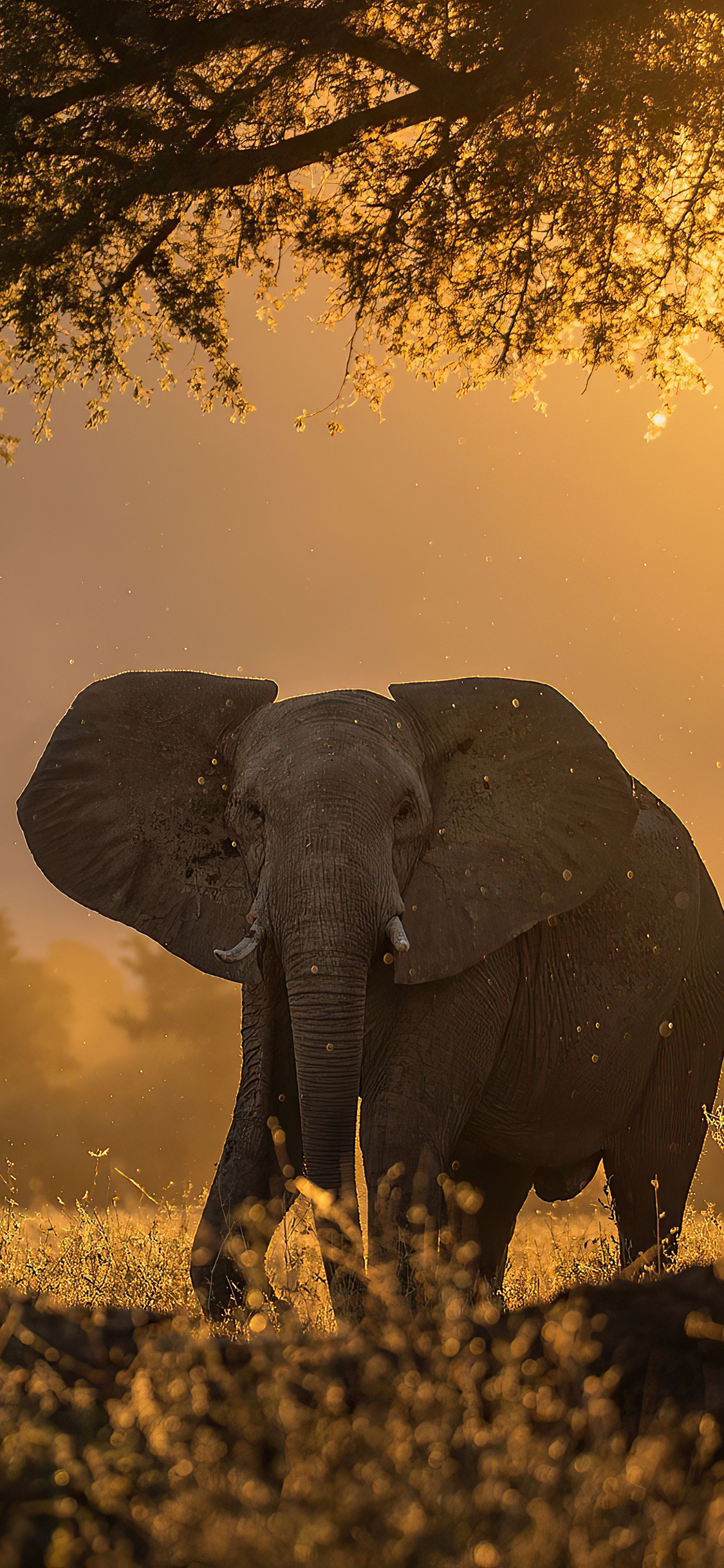 Iphone X Elephant Image Wallpapers