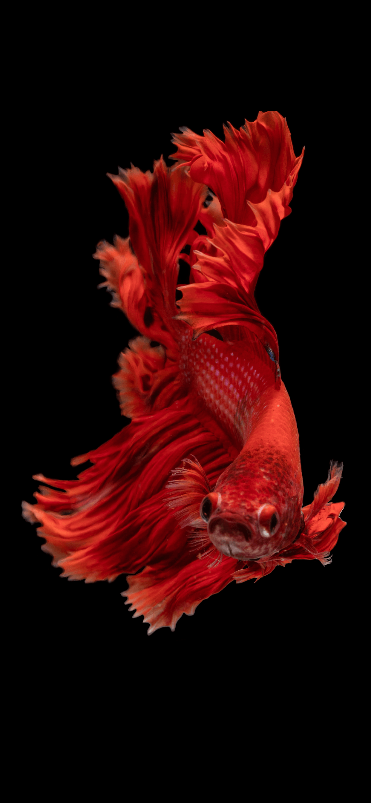 Iphone Xs Max Fish Wallpapers