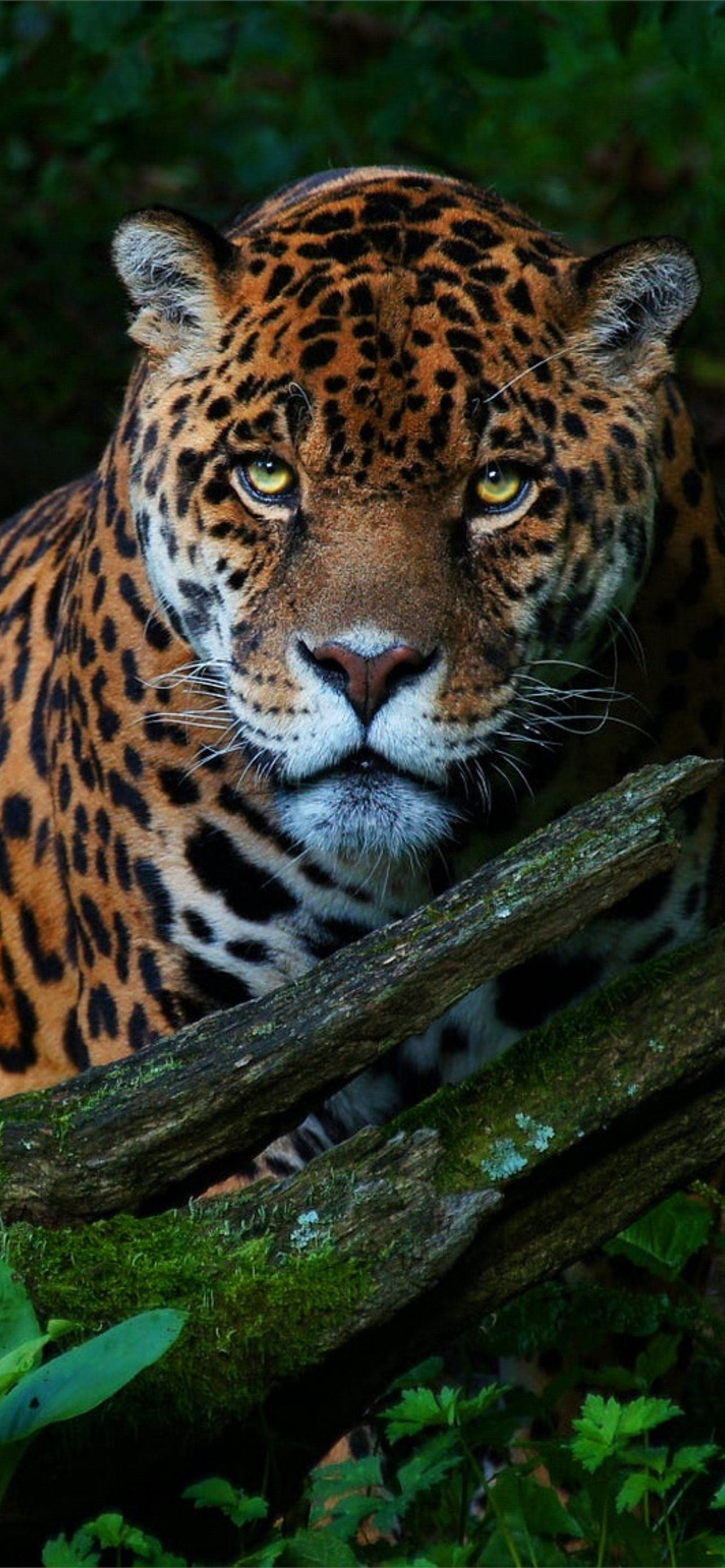 Jaguar Animal Wallpapers