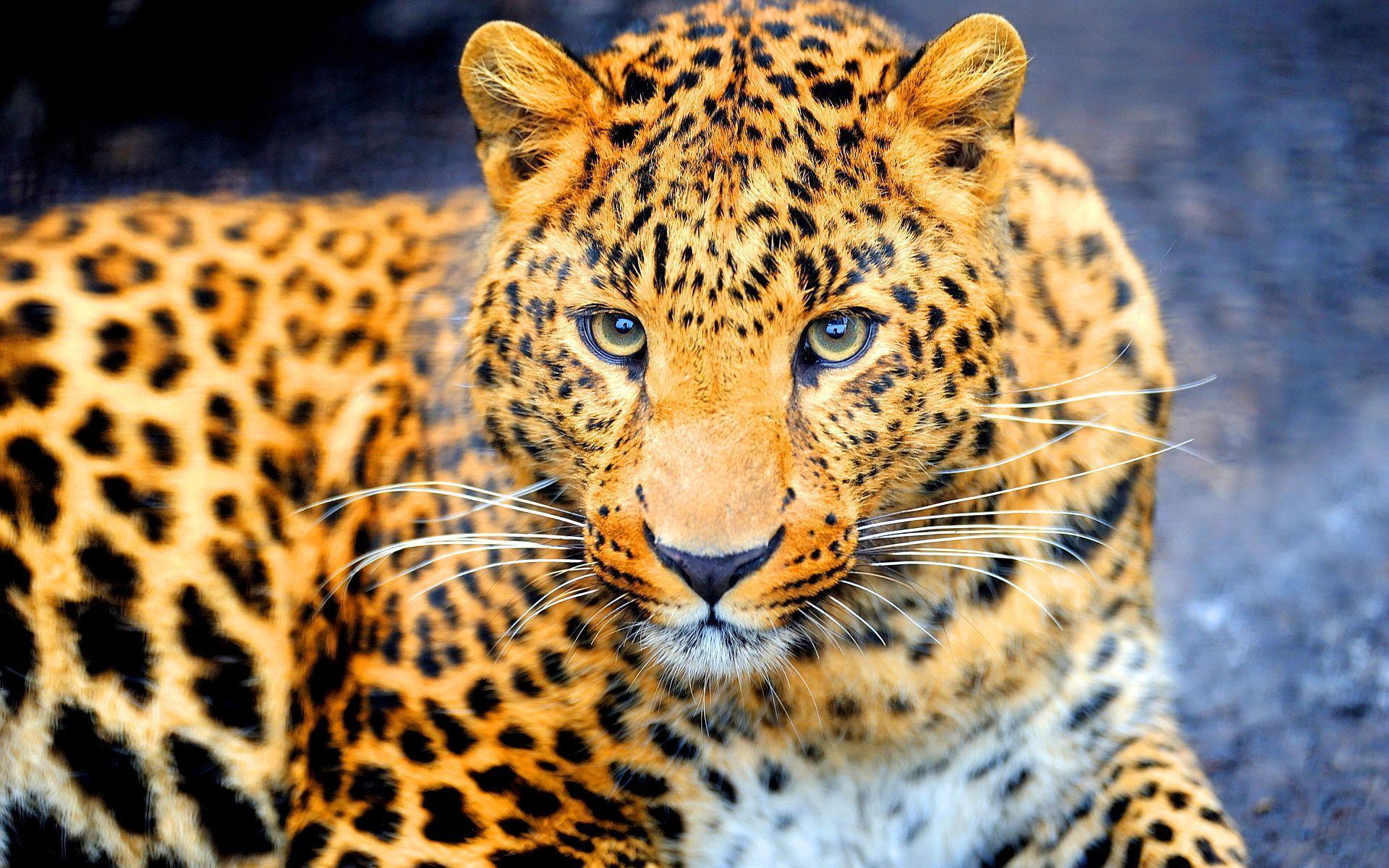 Jaguar Animal Wallpapers