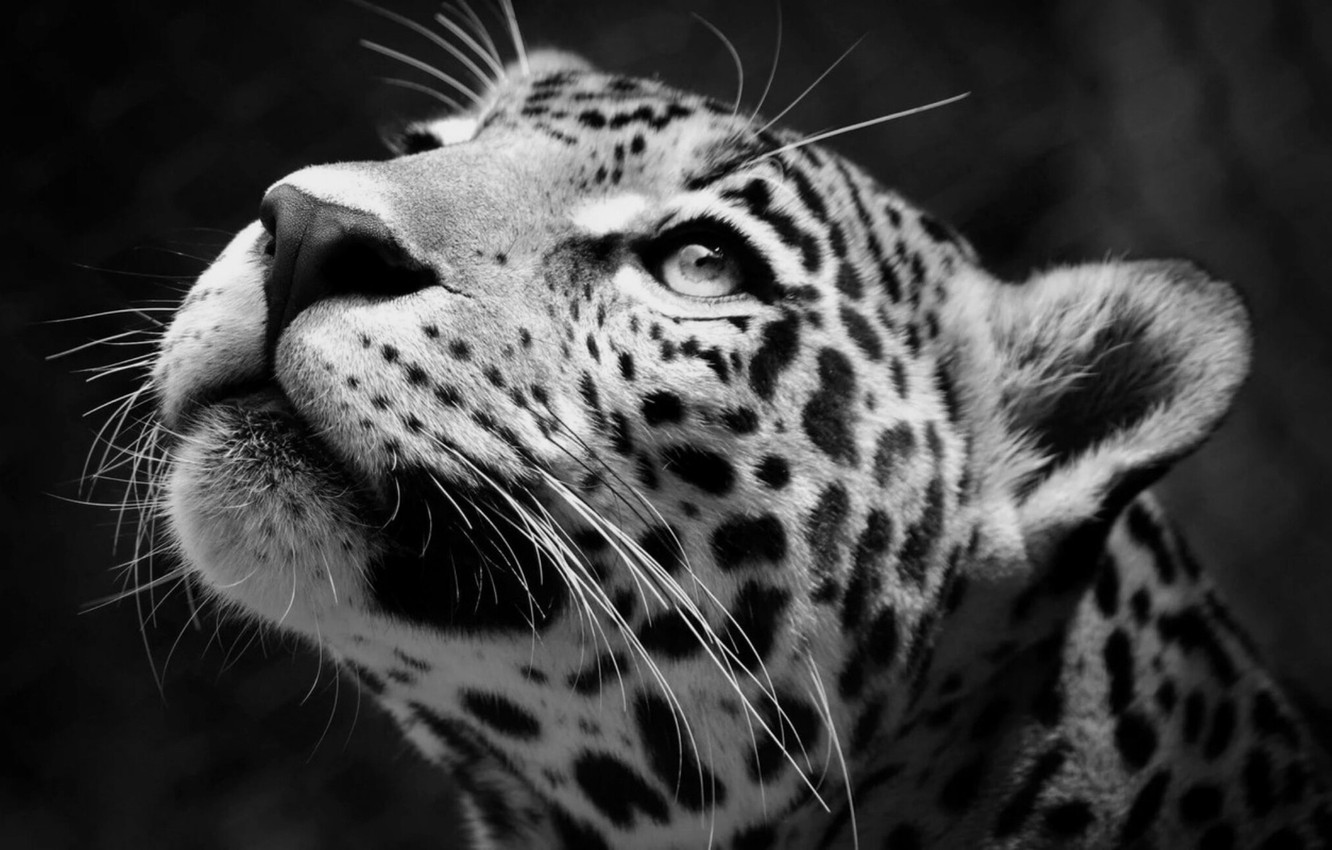 Jaguar Animal Wallpapers