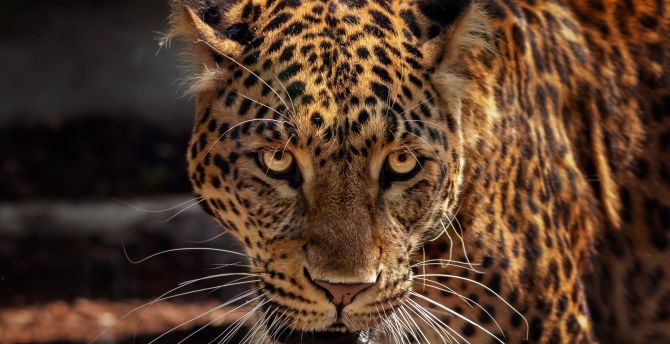 Jaguar Animal Wallpapers