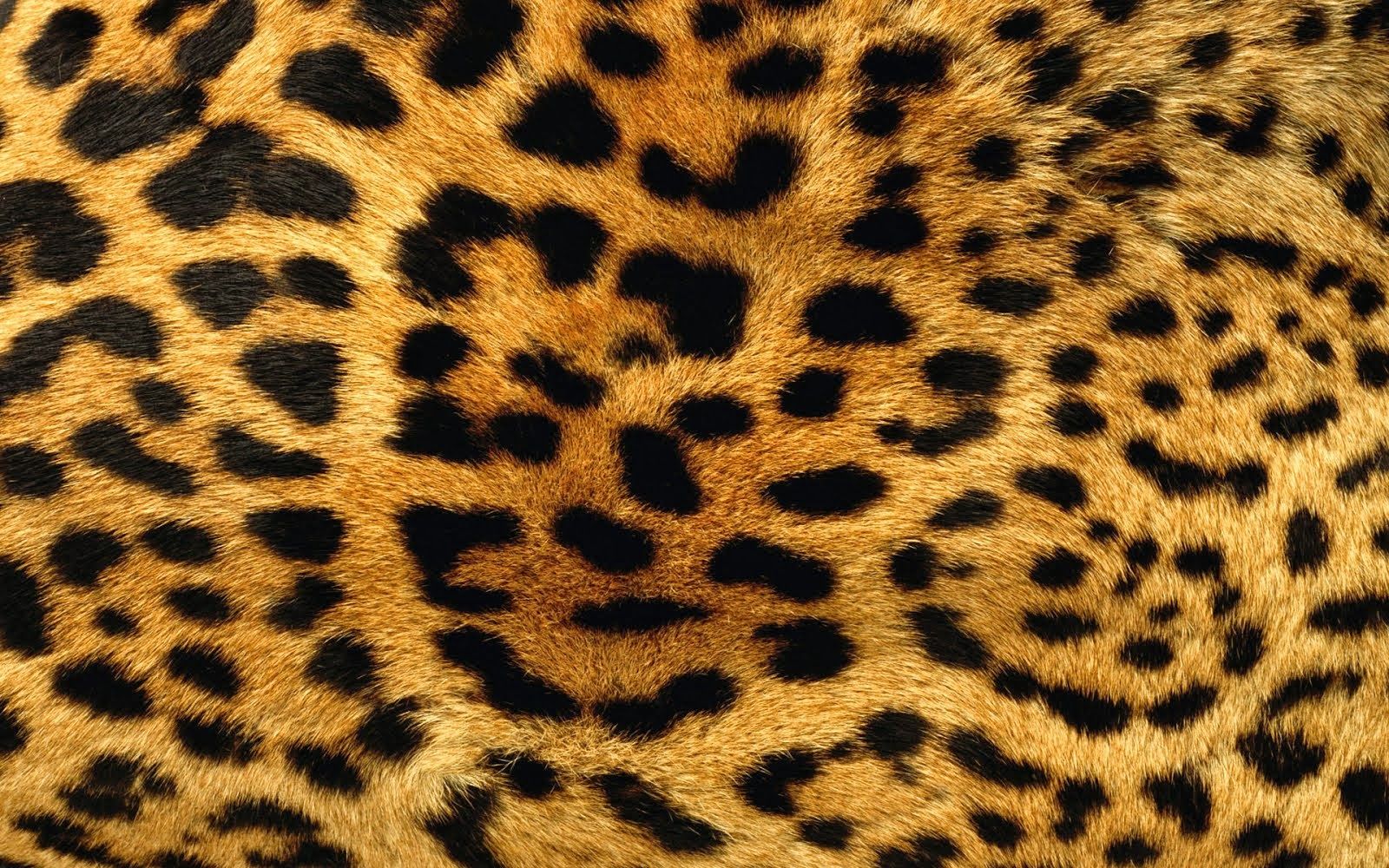 Jaguar Print Wallpapers