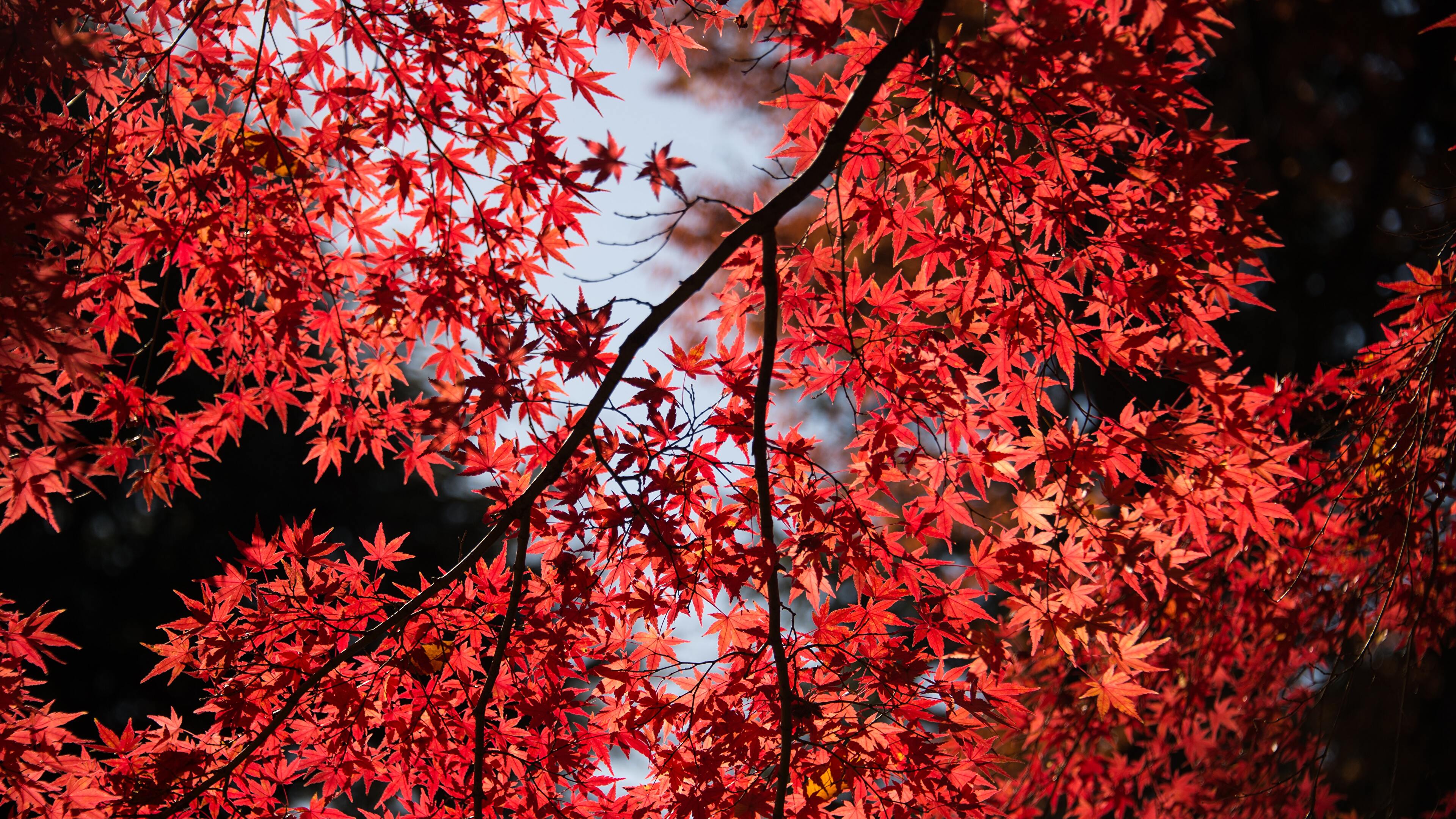 Japanese Maple Wallpapers