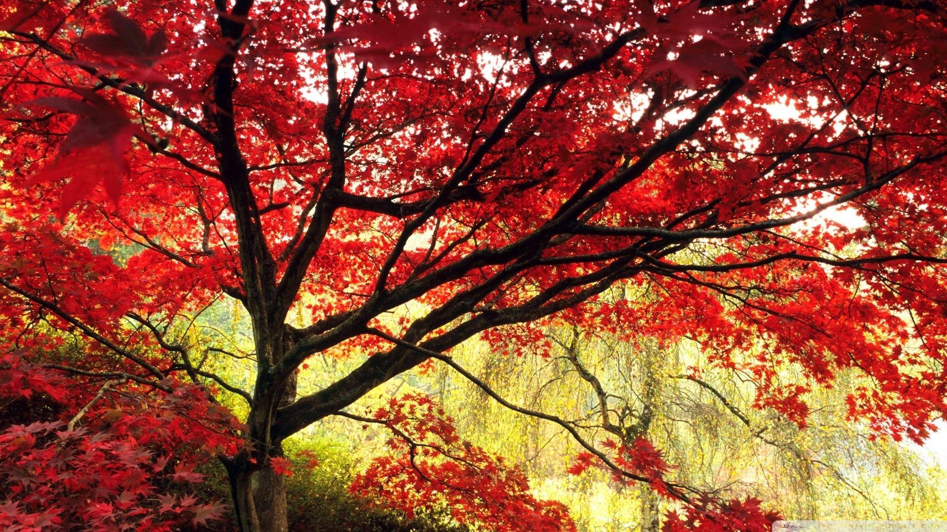 Japanese Maple Wallpapers