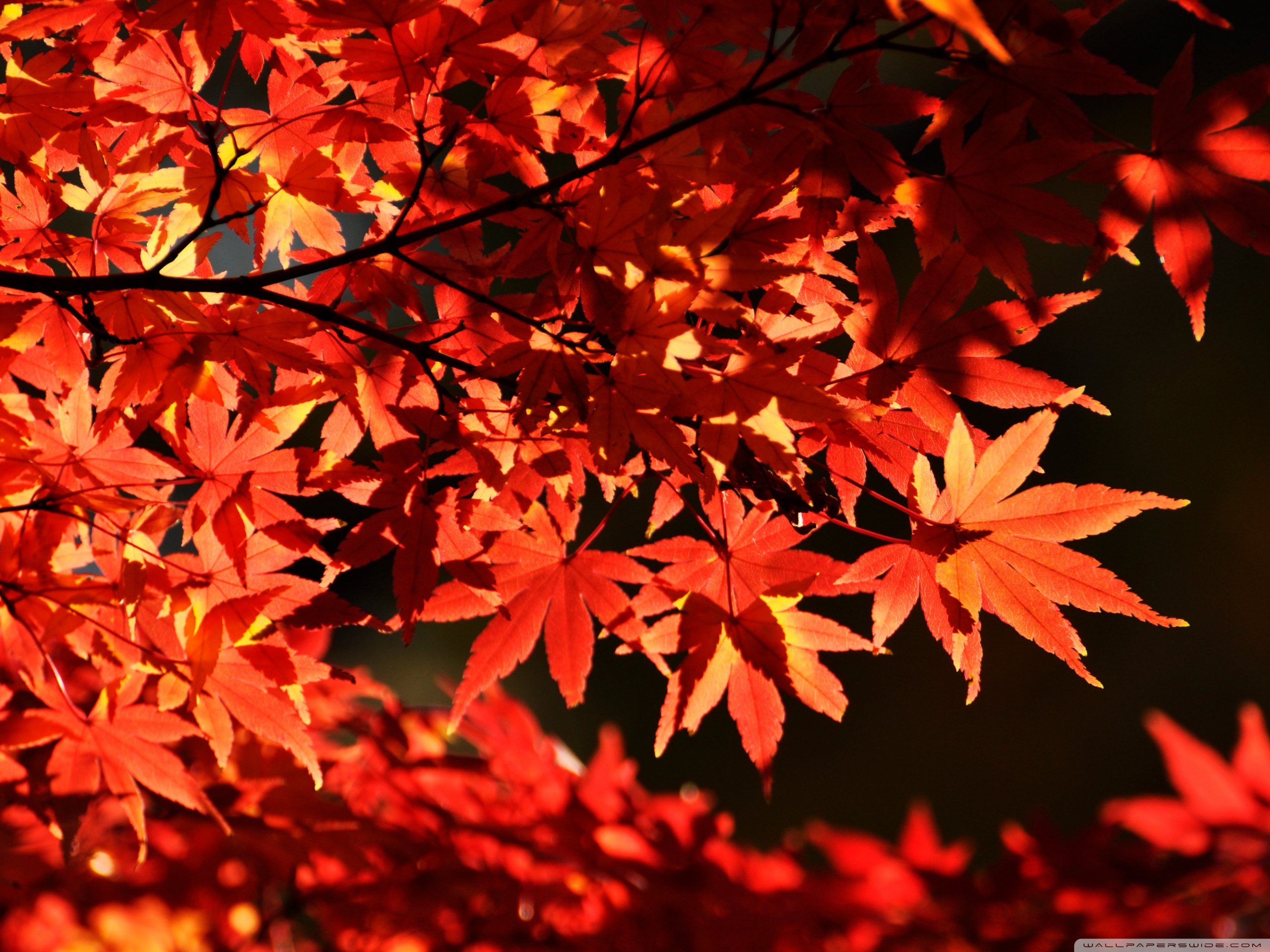 Japanese Maple Wallpapers