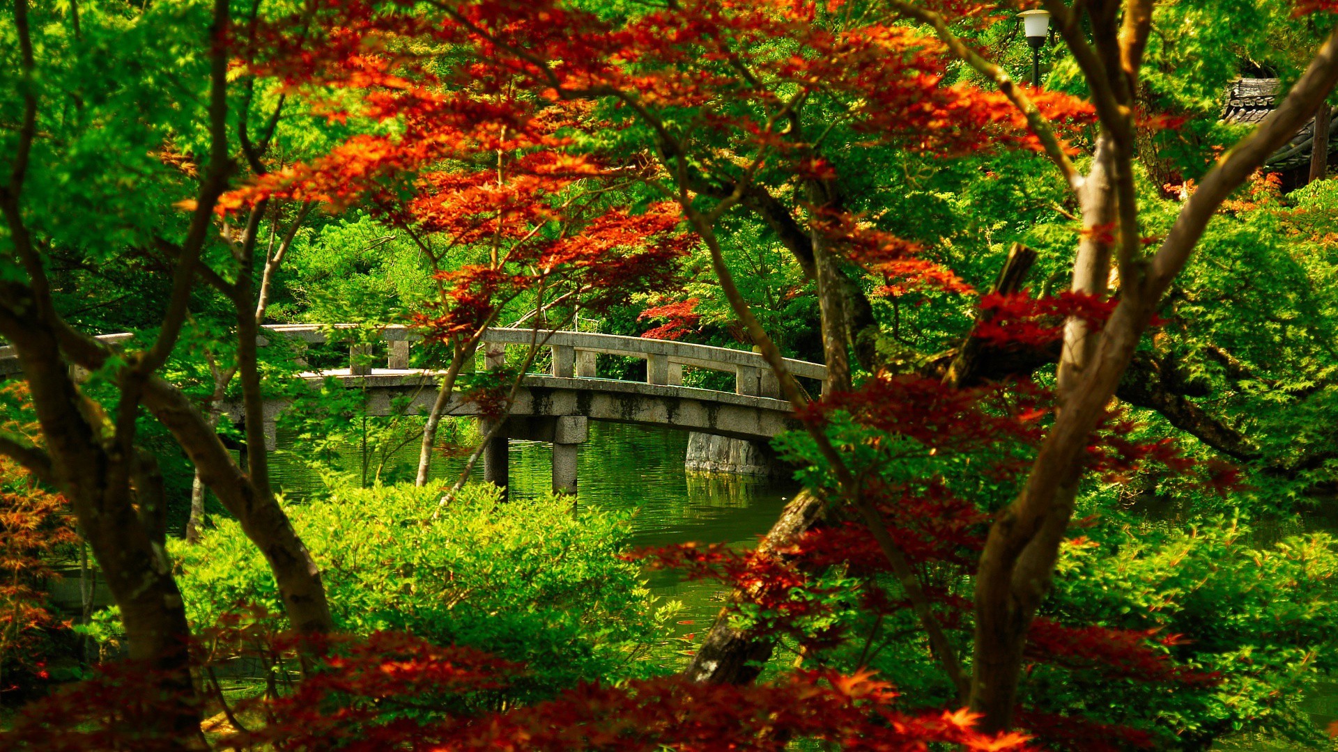 Japanese Maple Wallpapers