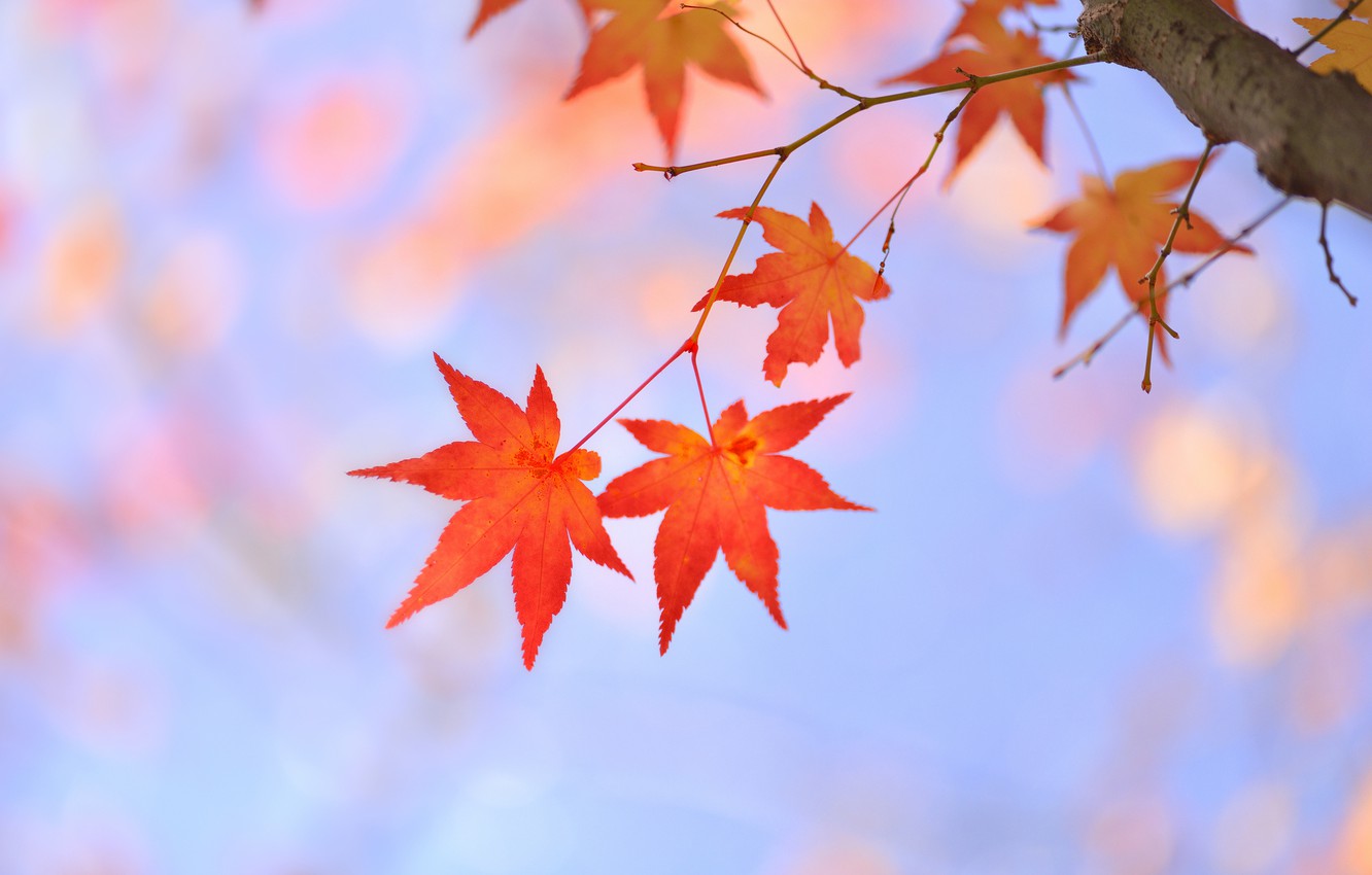 Japanese Maple Wallpapers