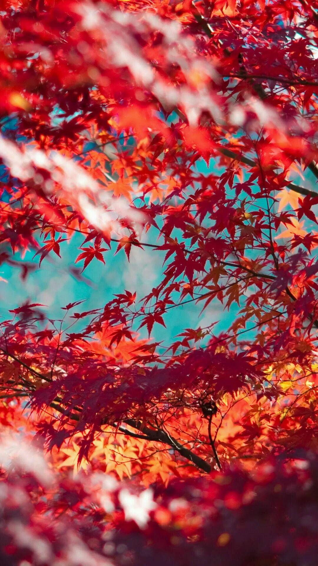 Japanese Maple Wallpapers