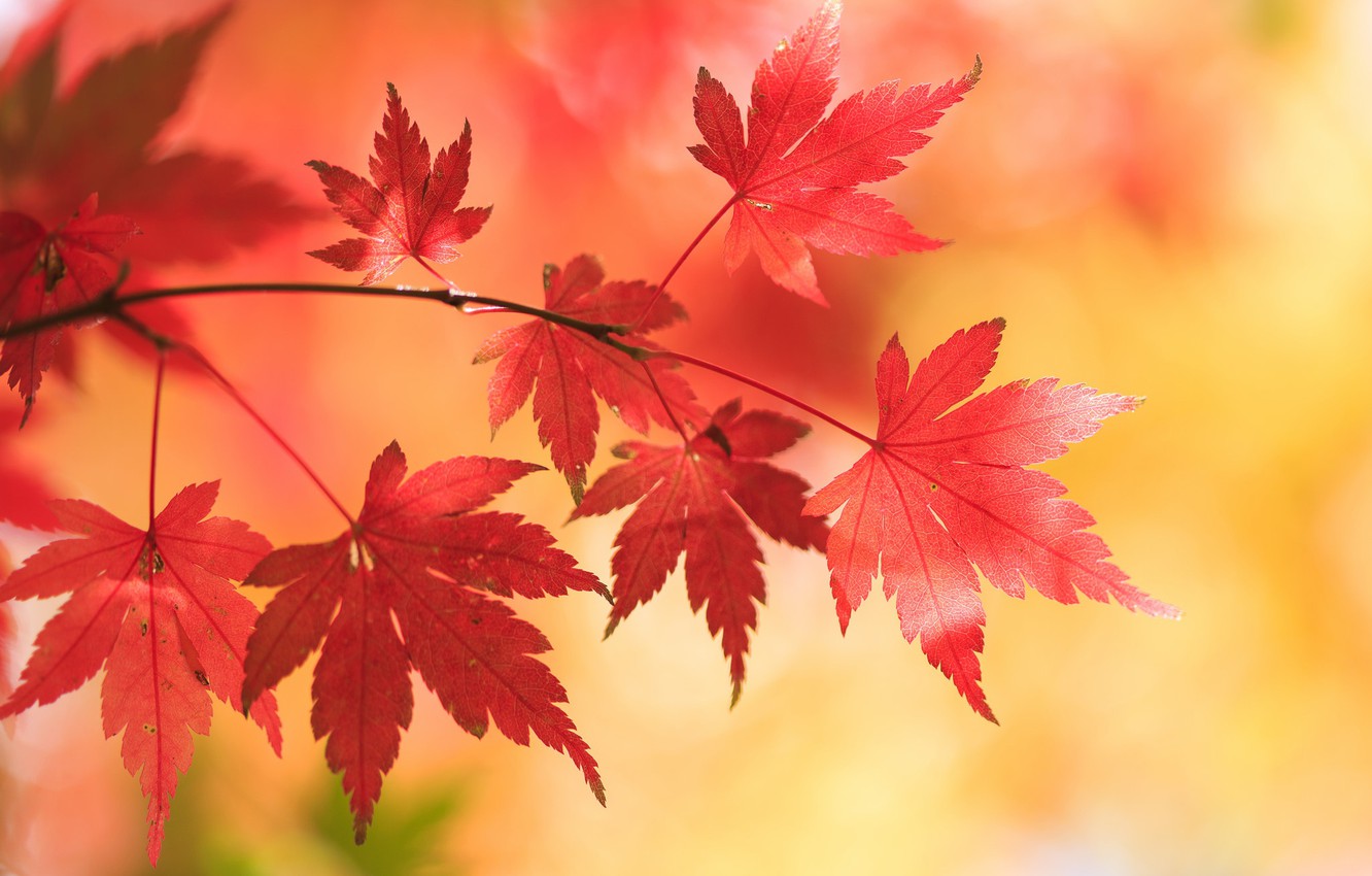 Japanese Maple Wallpapers