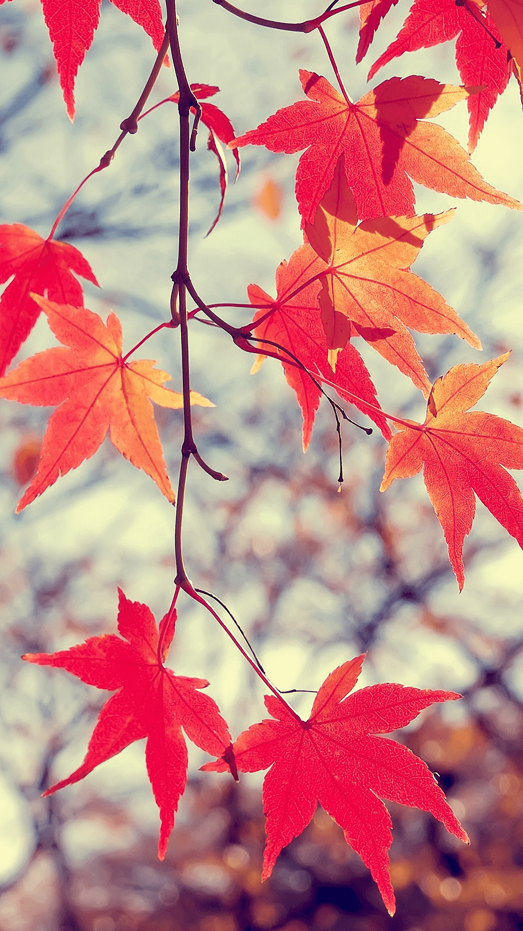 Japanese Maple Wallpapers