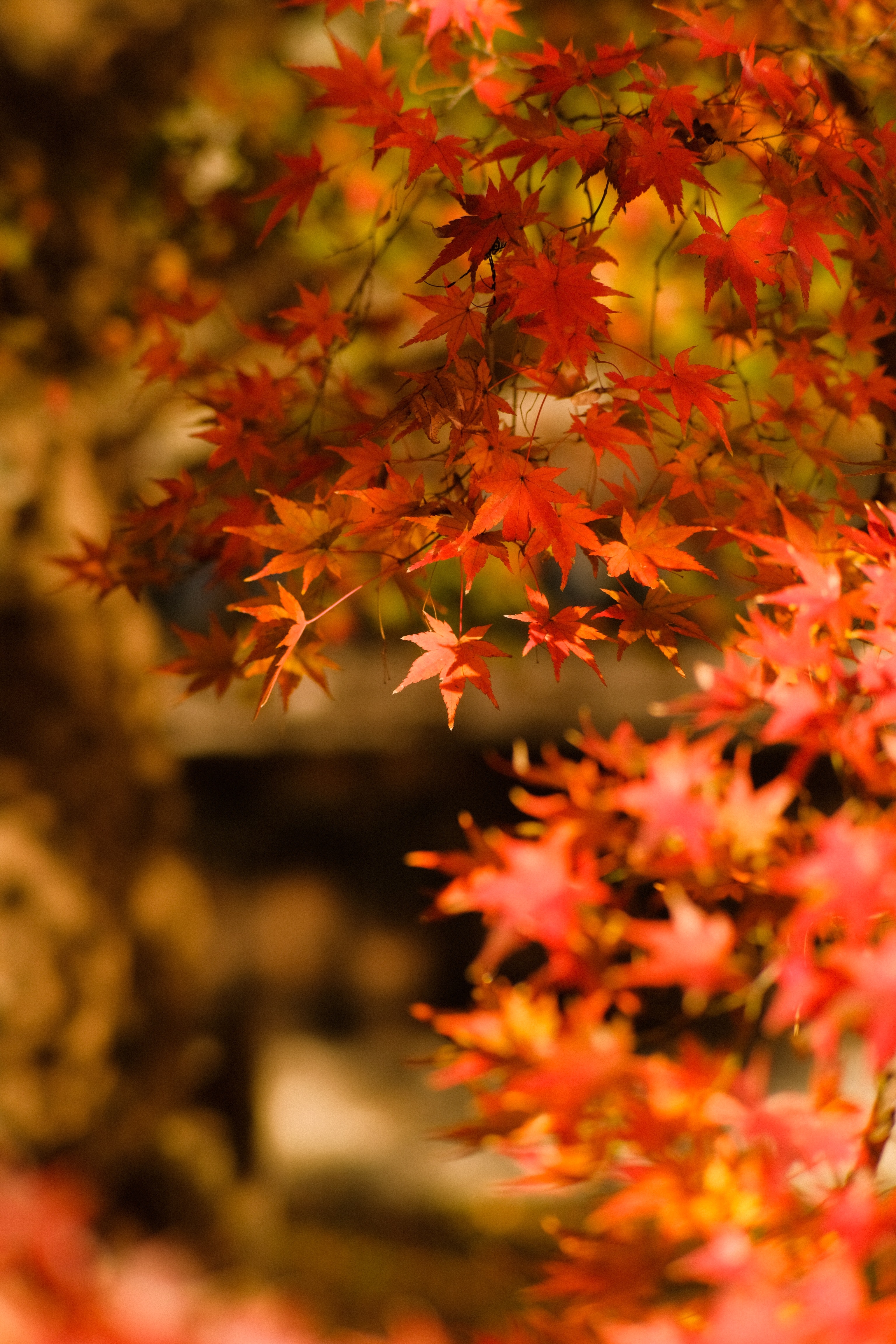 Japanese Maple Wallpapers