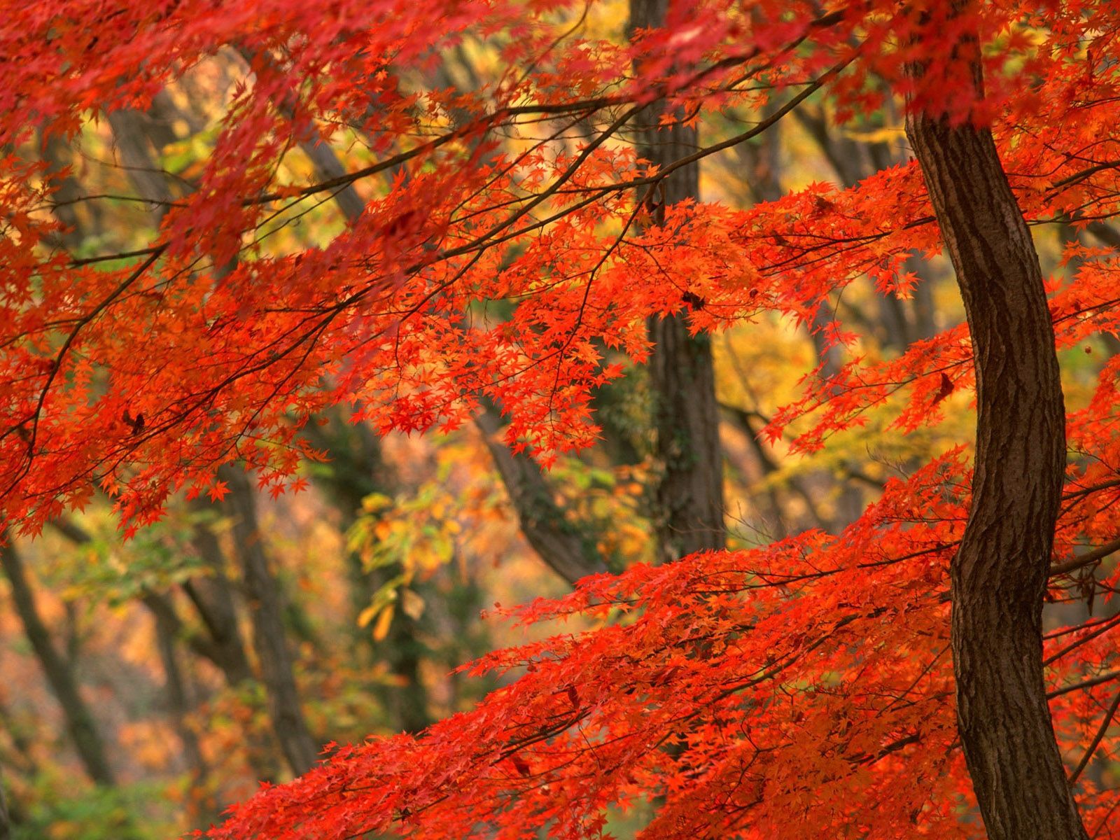 Japanese Maple Wallpapers