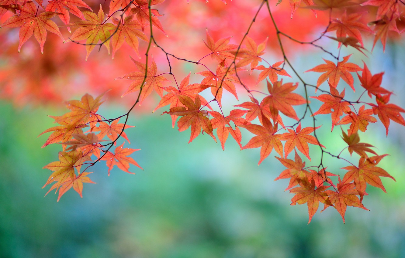 Japanese Maple Wallpapers