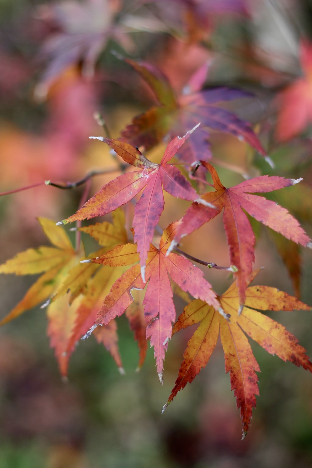 Japanese Maple Wallpapers