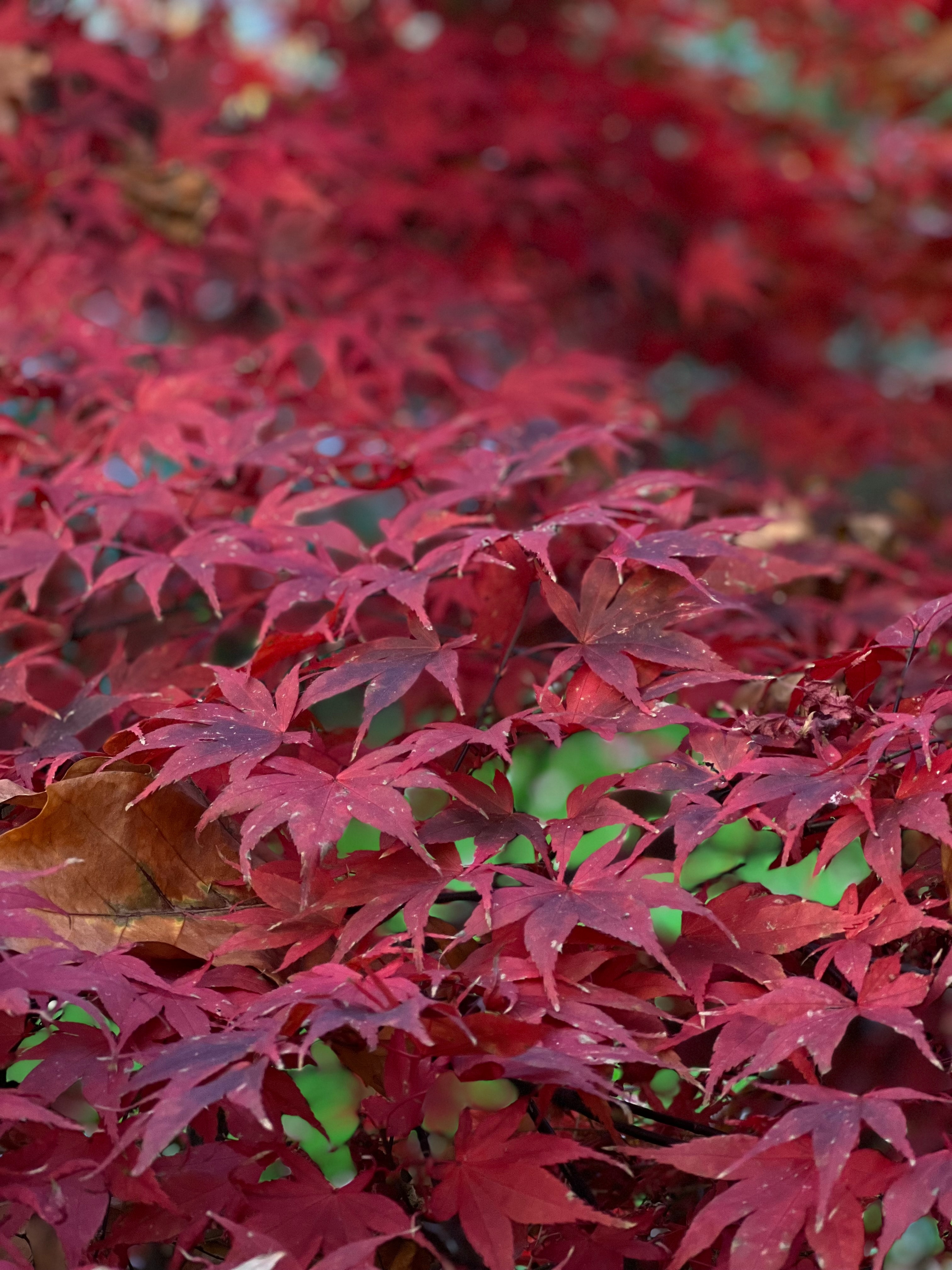 Japanese Maple Wallpapers