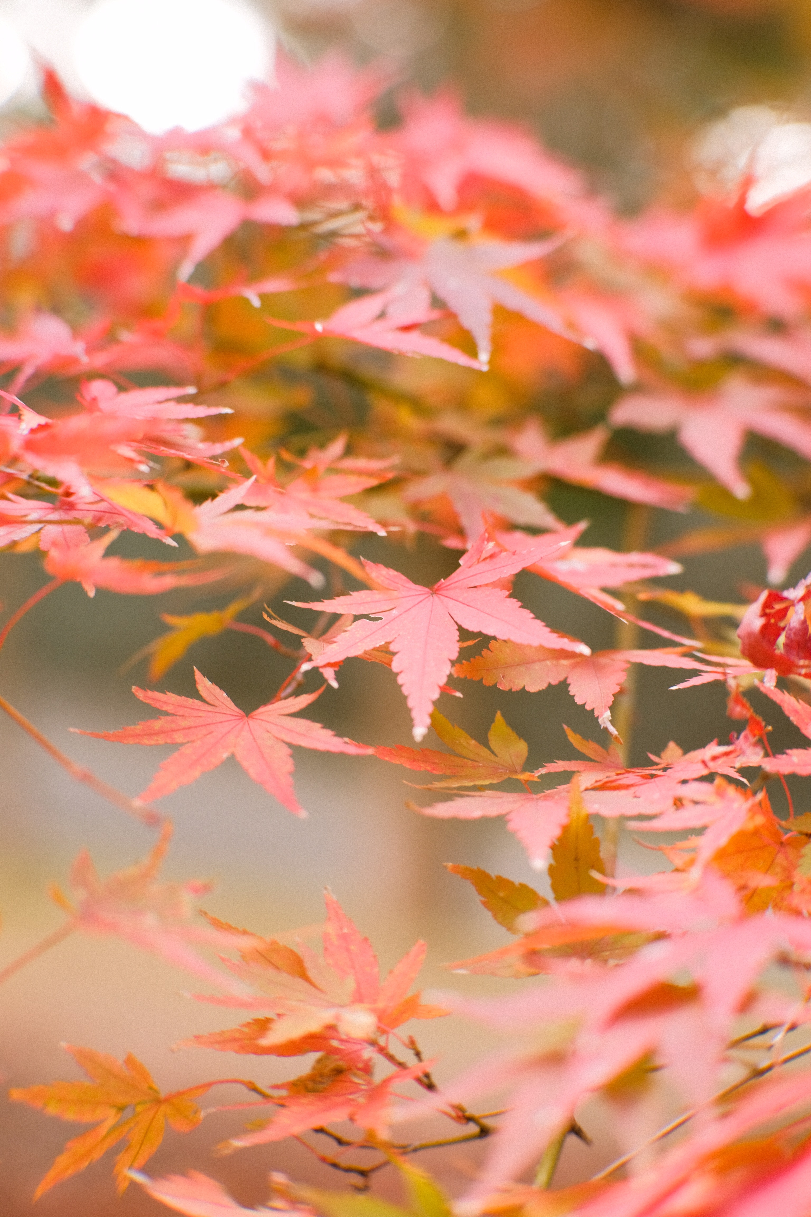 Japanese Maple Wallpapers