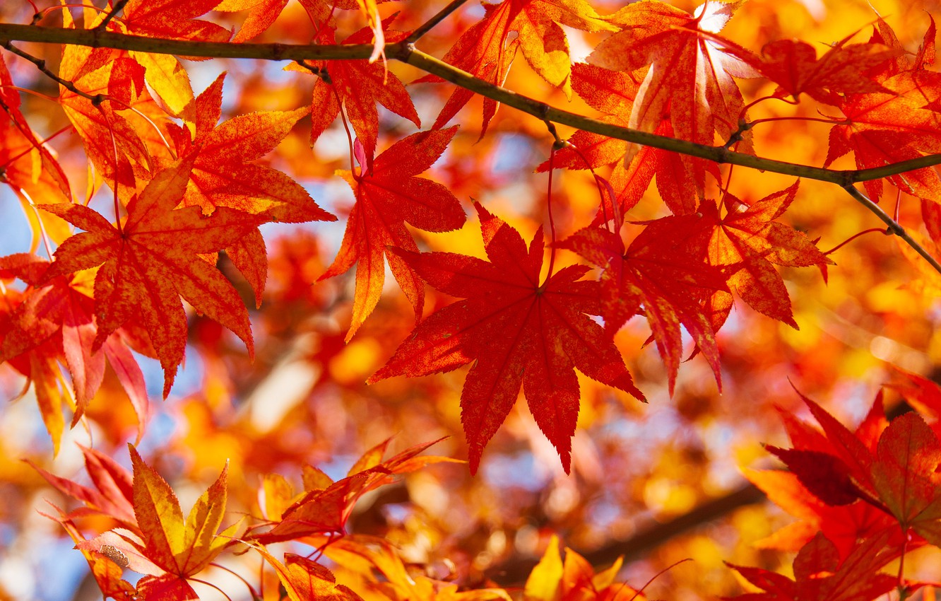 Japanese Maple Wallpapers