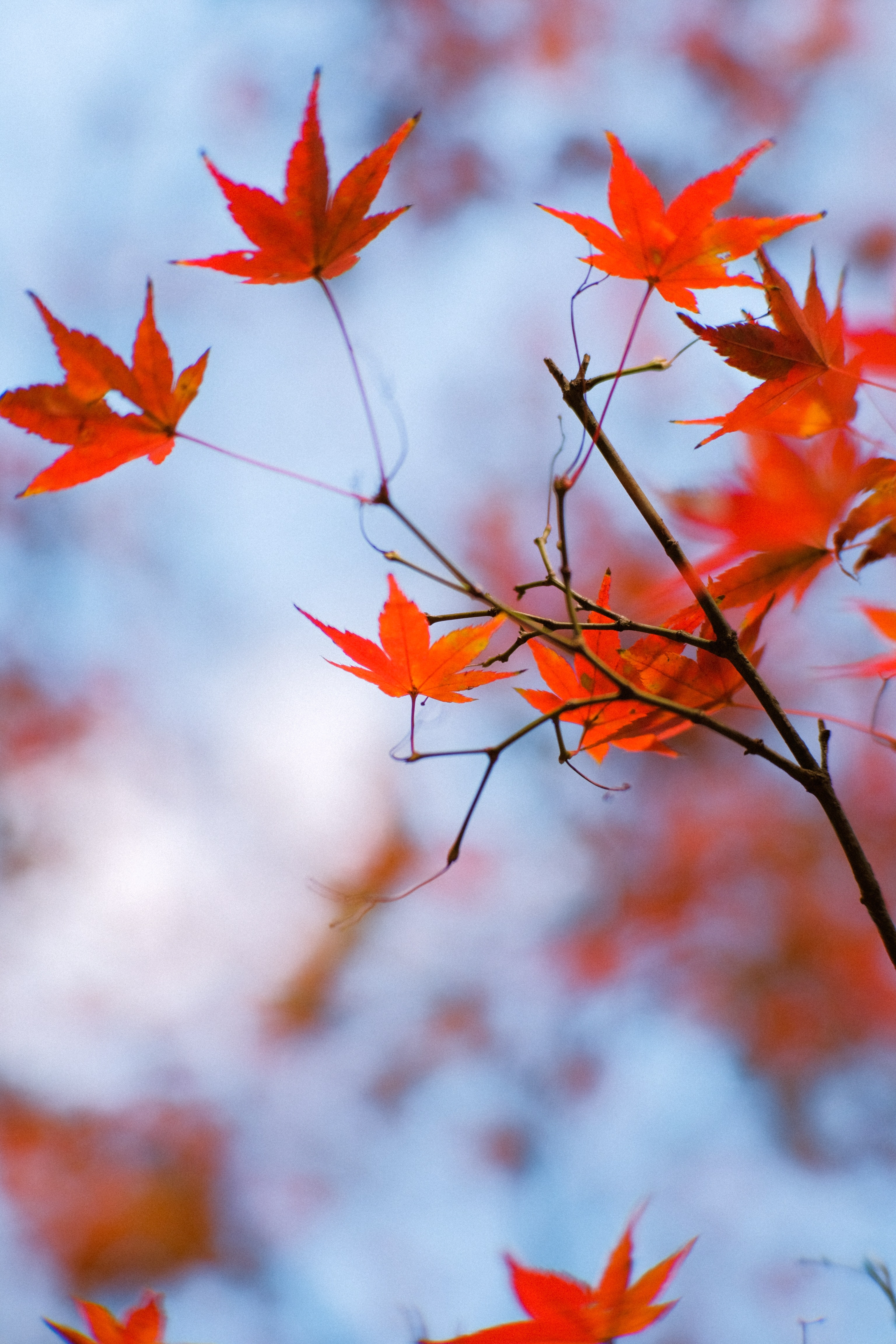 Japanese Maple Wallpapers